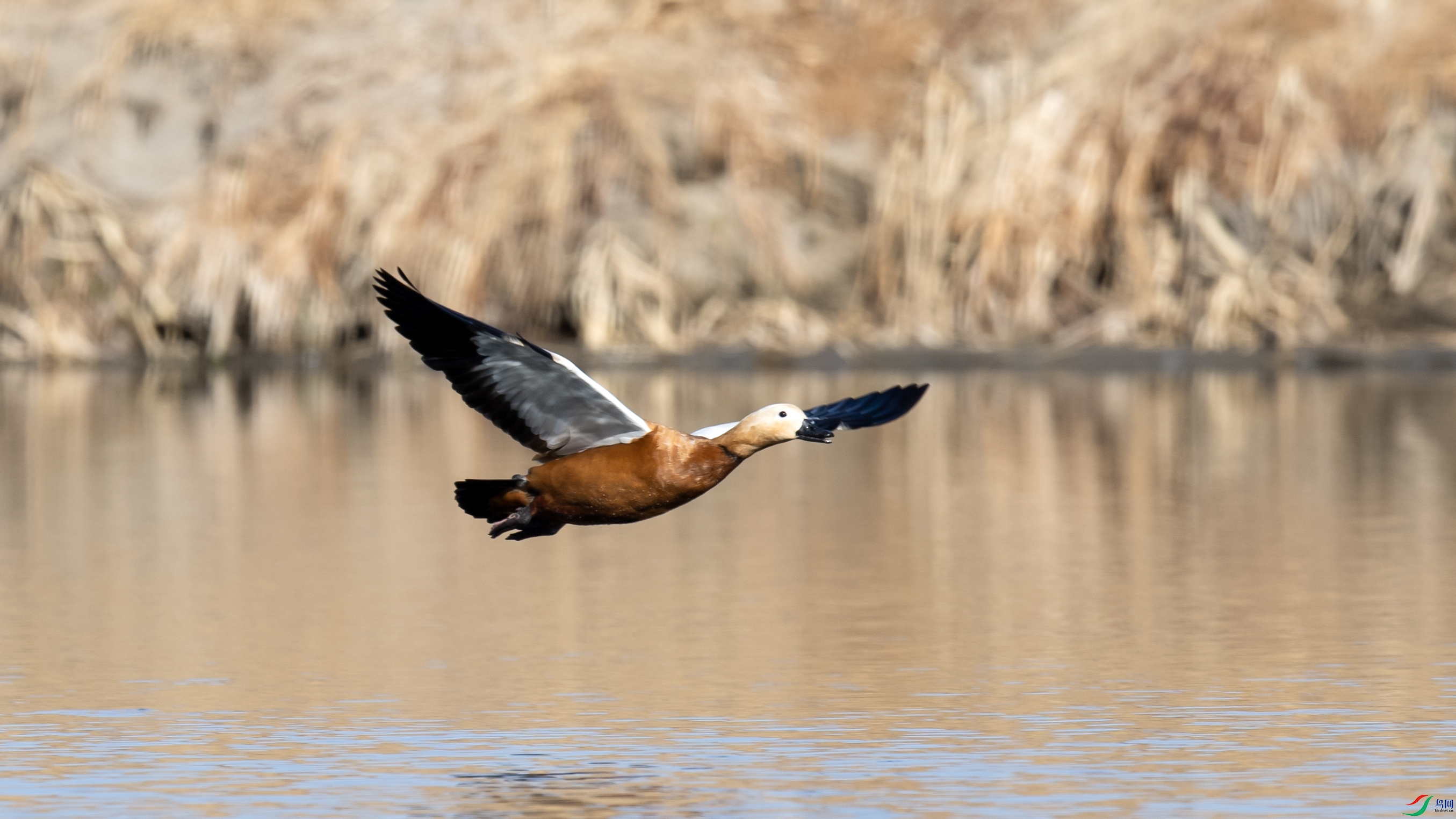 DSC_4015 ����.jpg