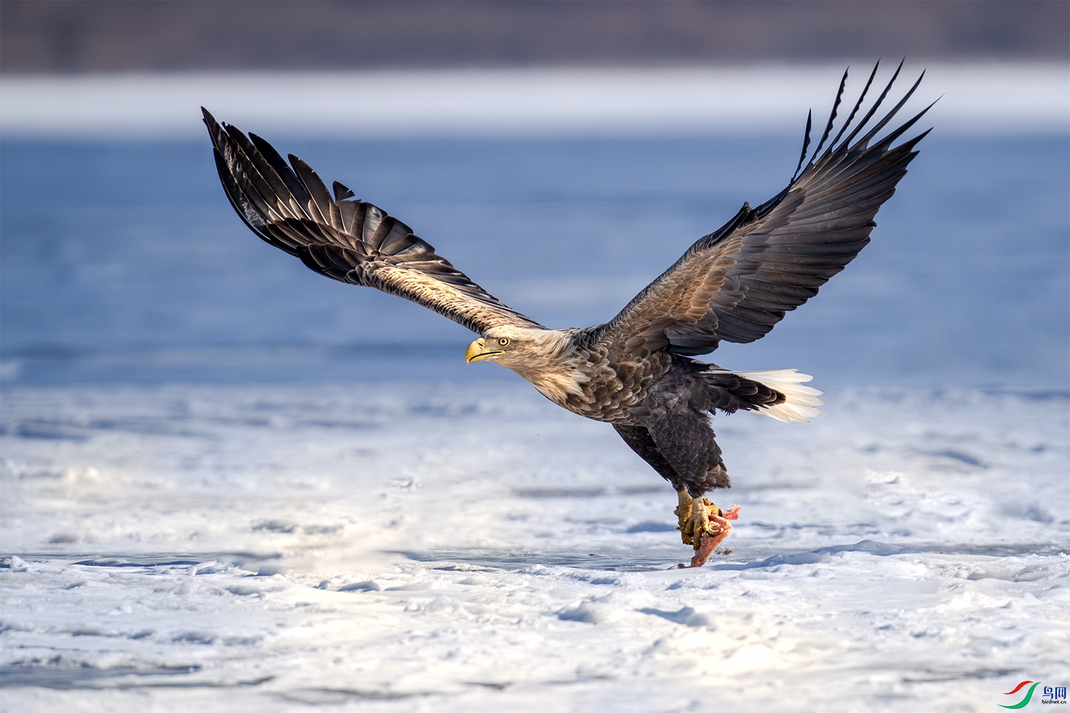 LZW09294-����ǿ-NR ����.jpg