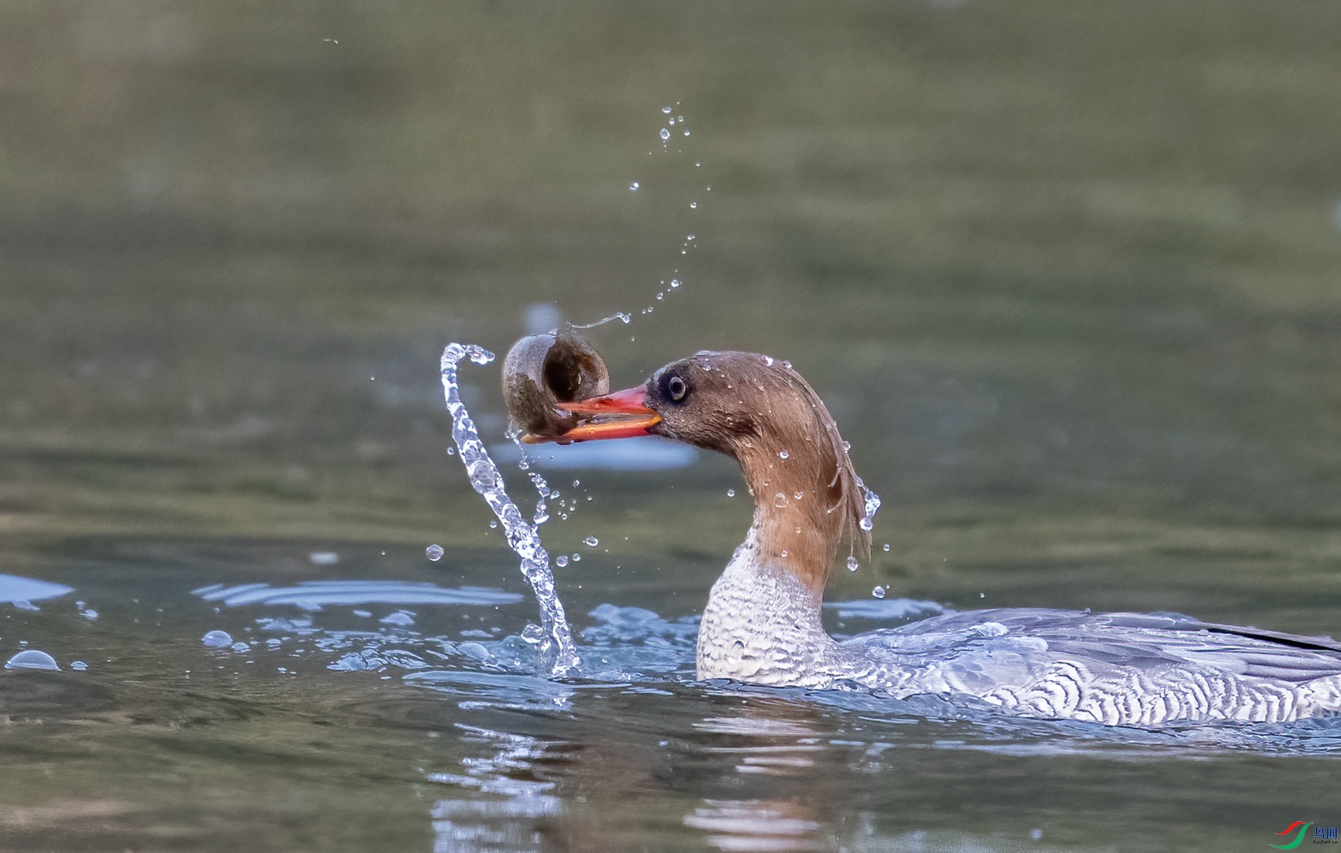 DSC_7574_1.jpg
