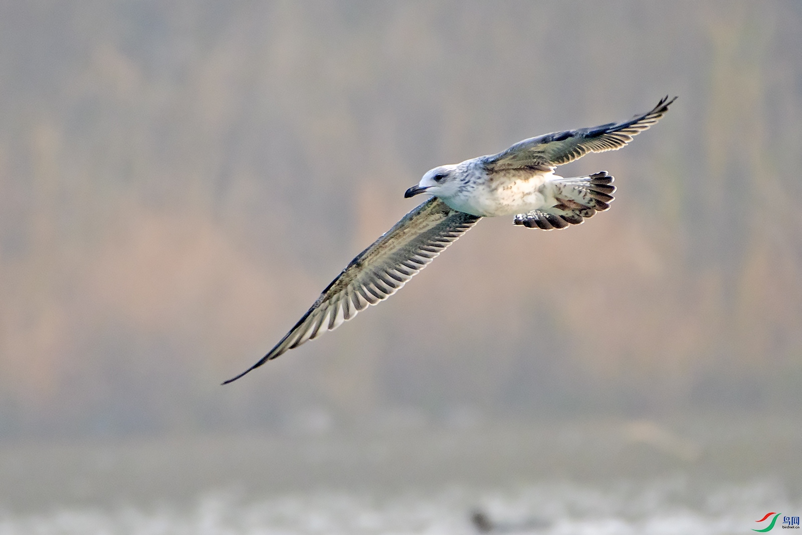 DSC_2697 0.jpg