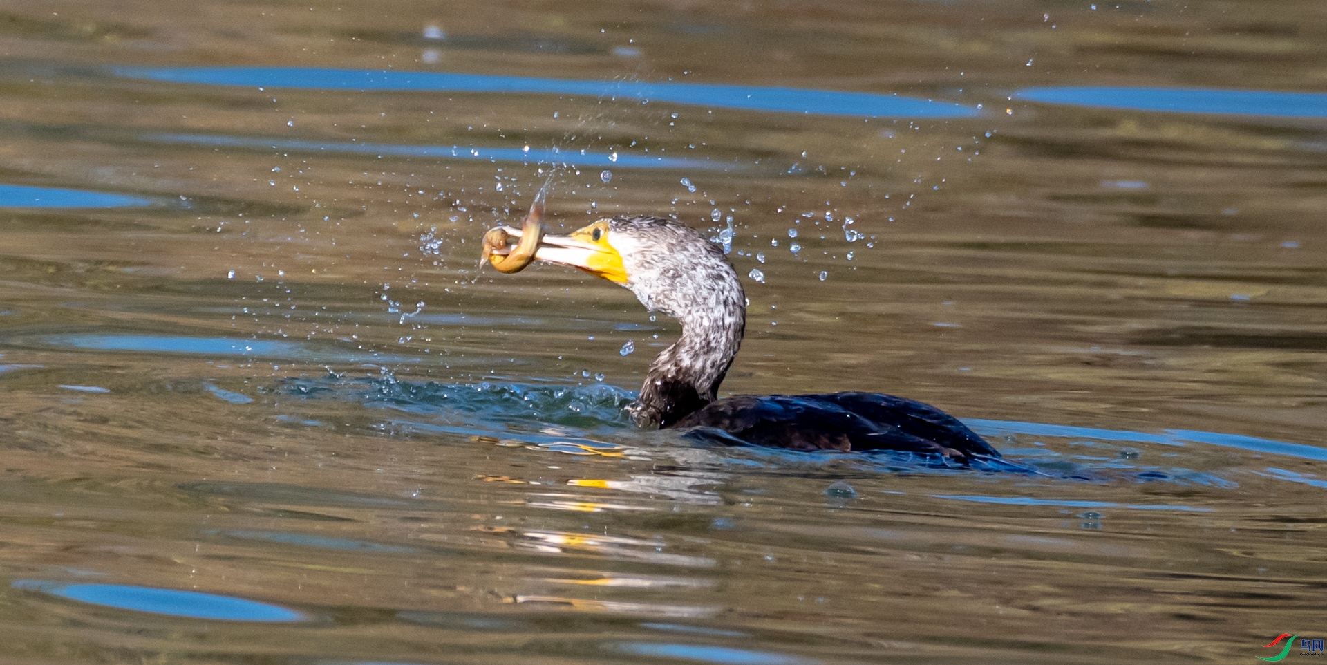 DSC_1913.jpg
