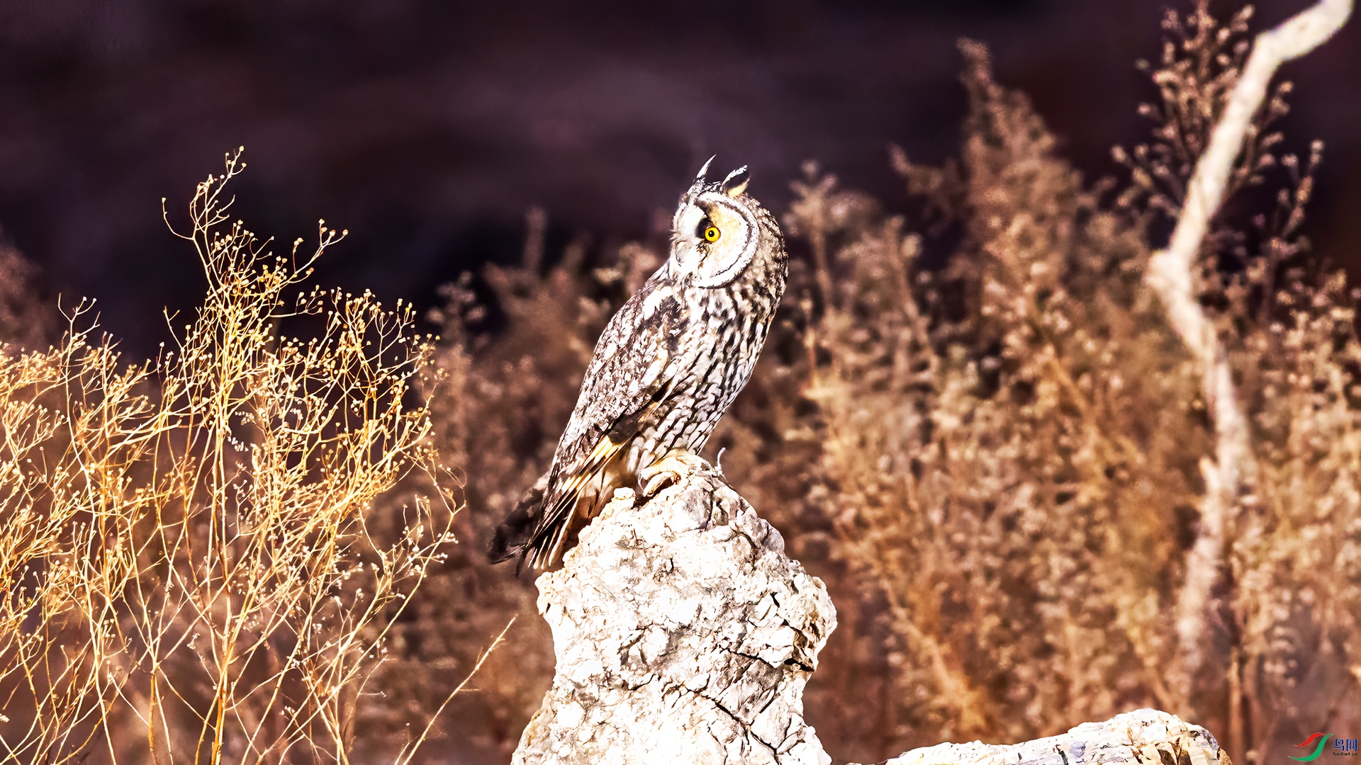 063A7525 ����.jpg