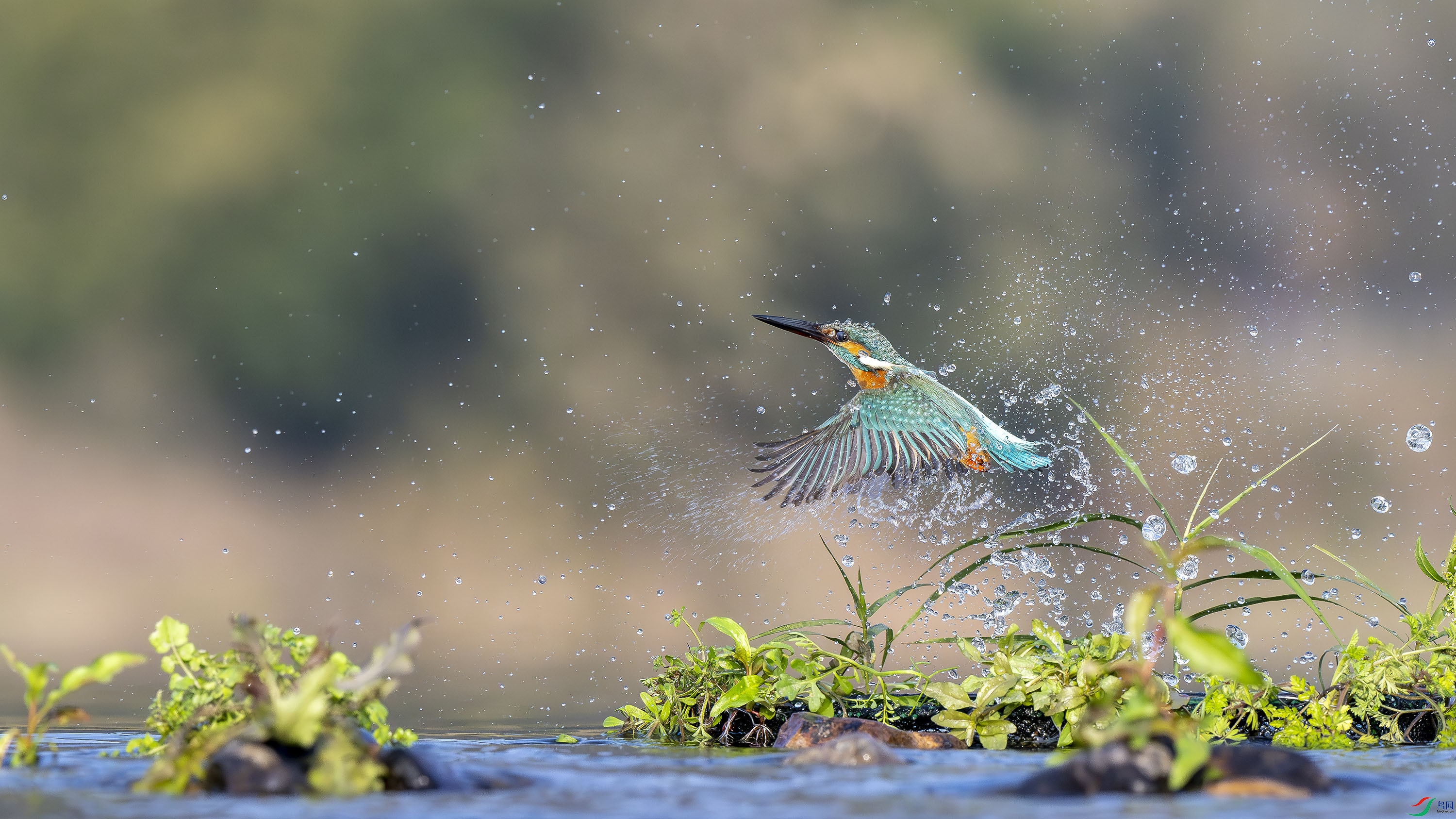 ��ˮ����