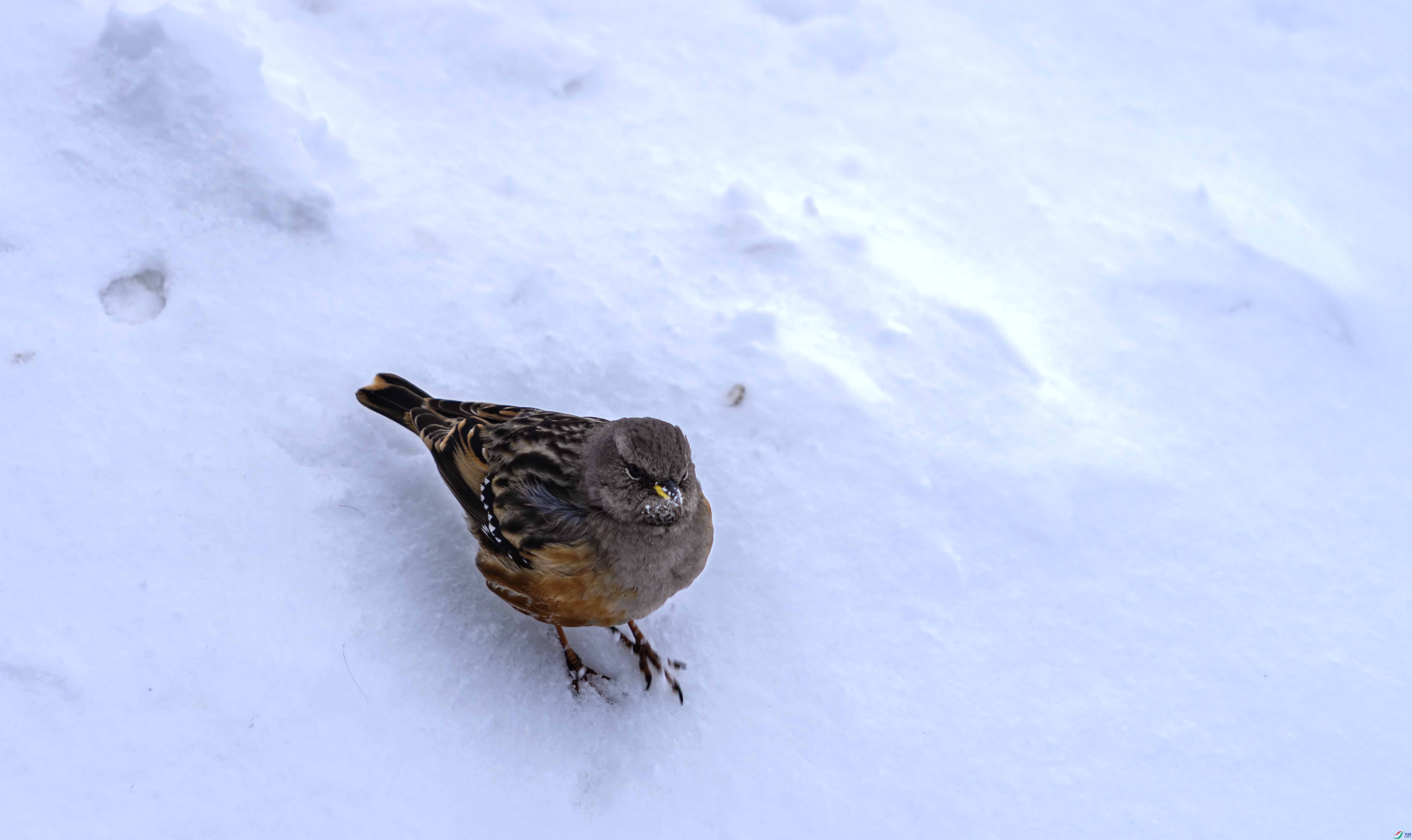 DSC05909 ����.jpg