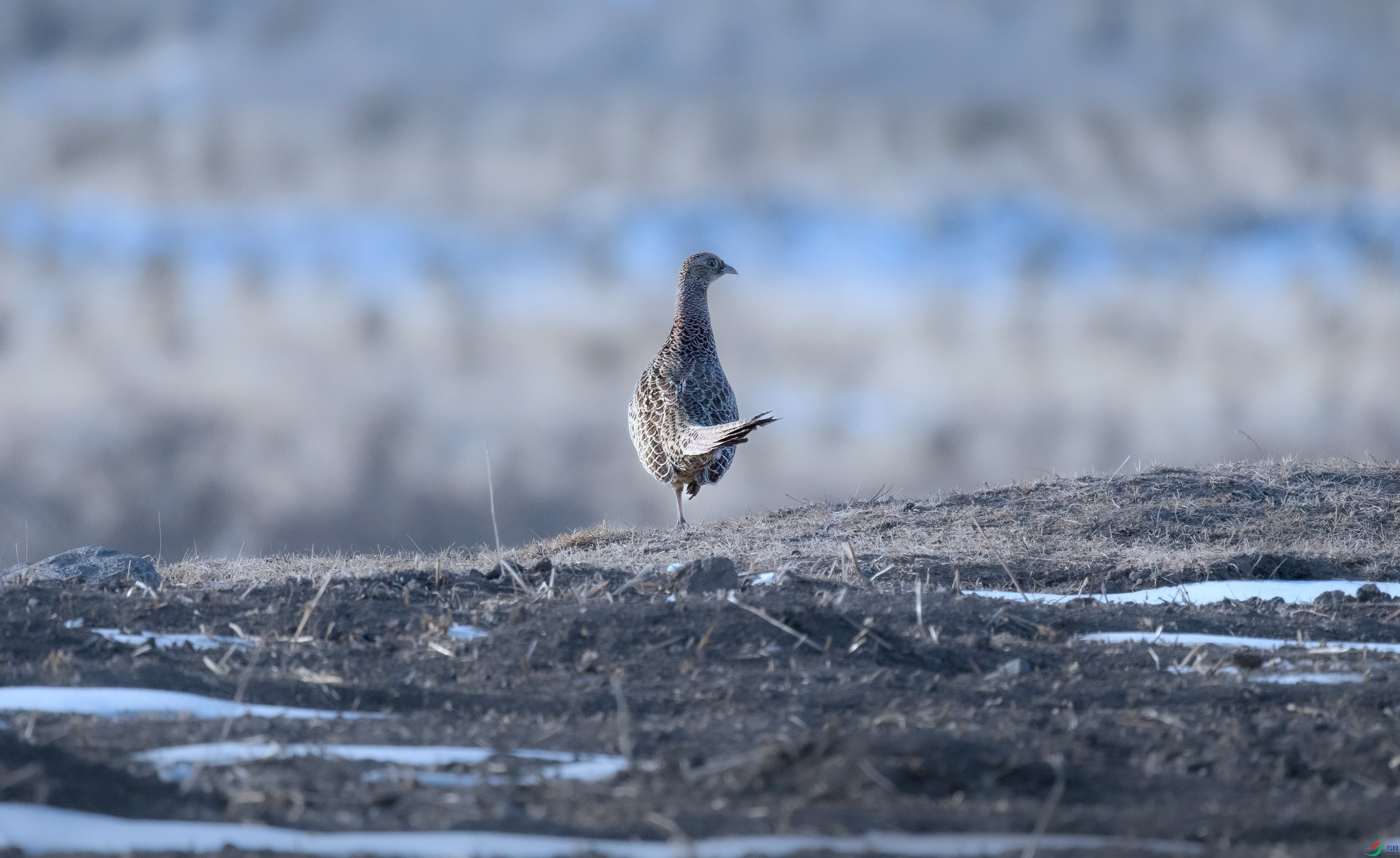 7X5A1176 ���� - ����.jpg