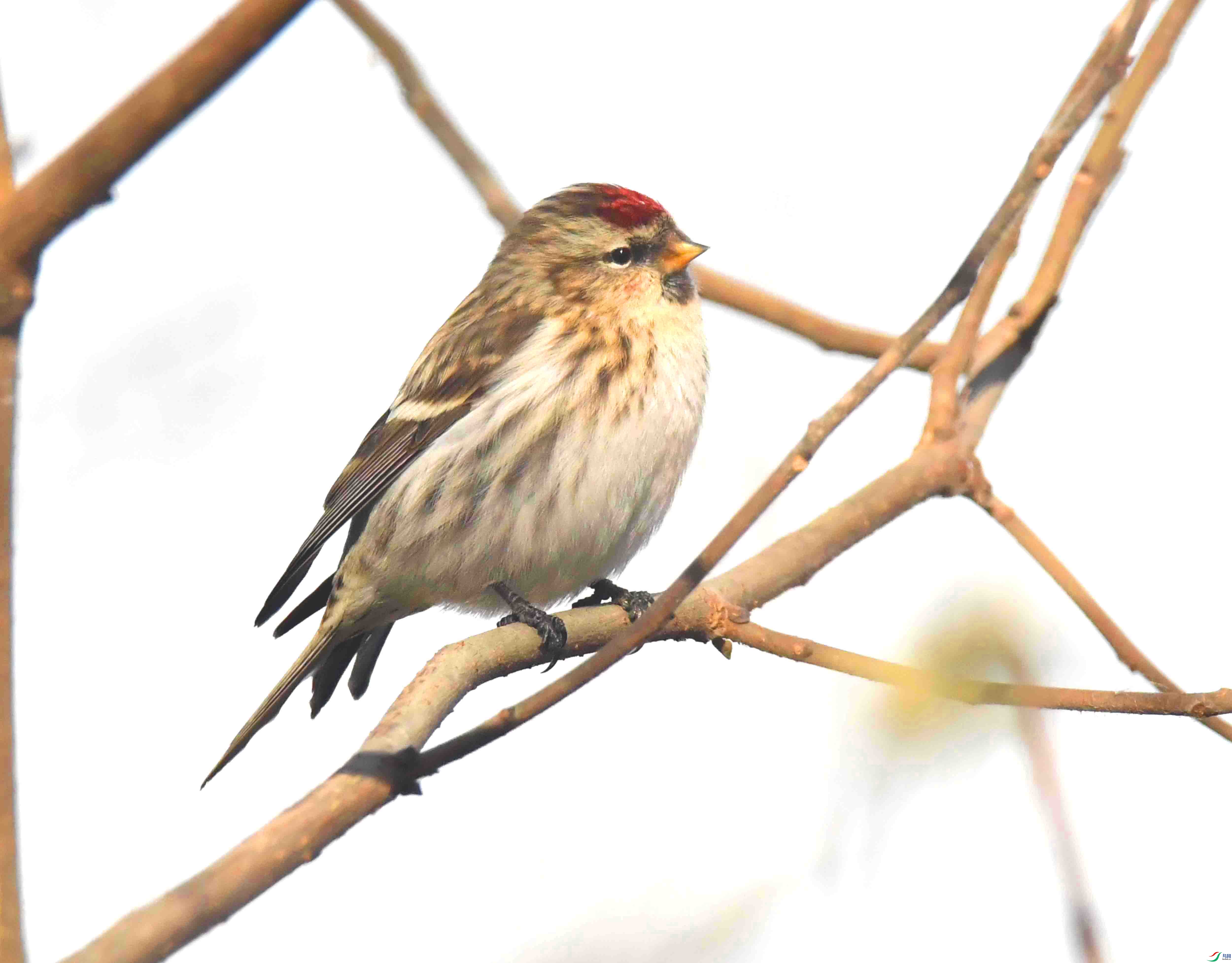 DSC_5936.JPG