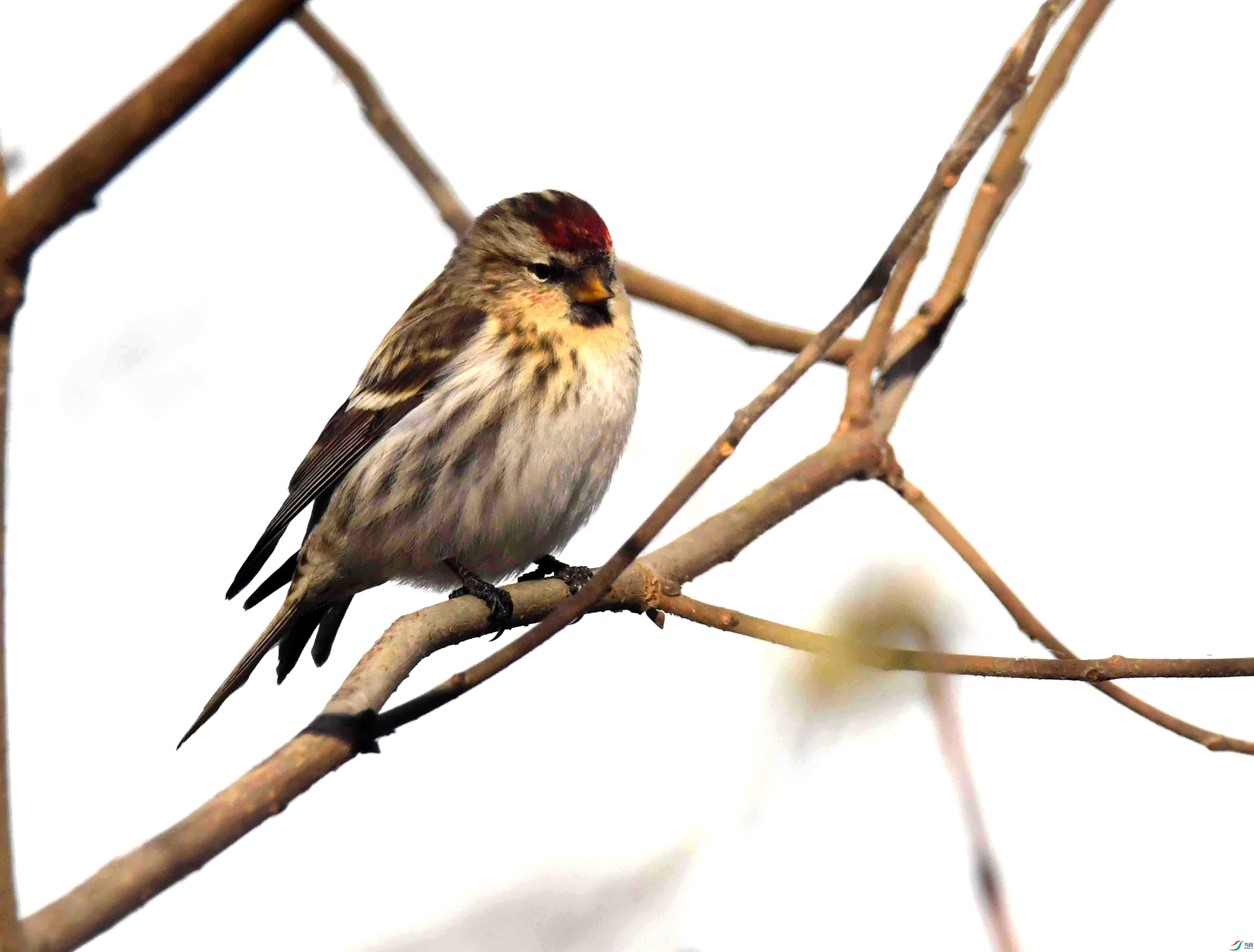 DSC_5937.JPG