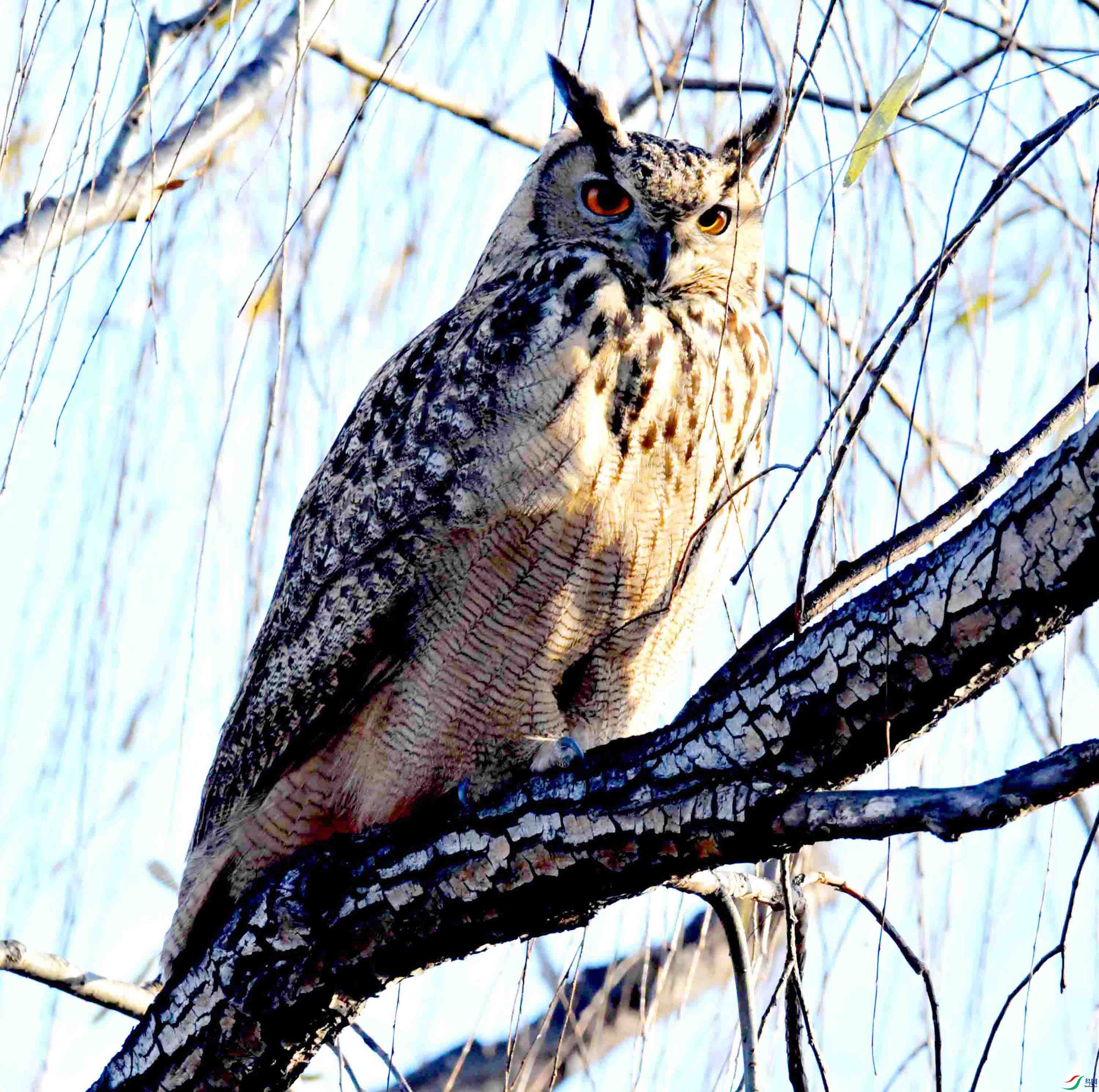 DSC_6872.JPG