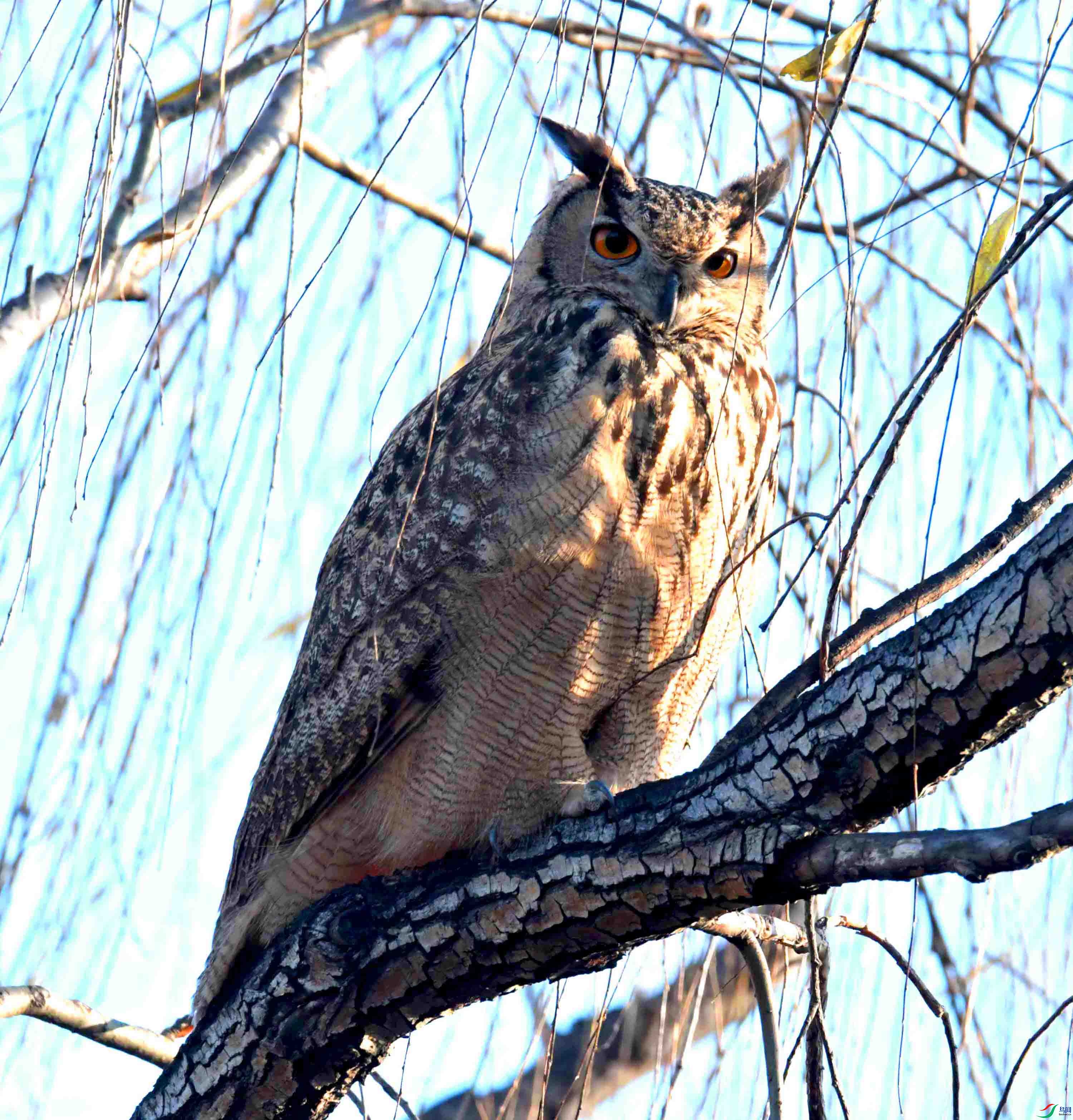 DSC_6877.JPG