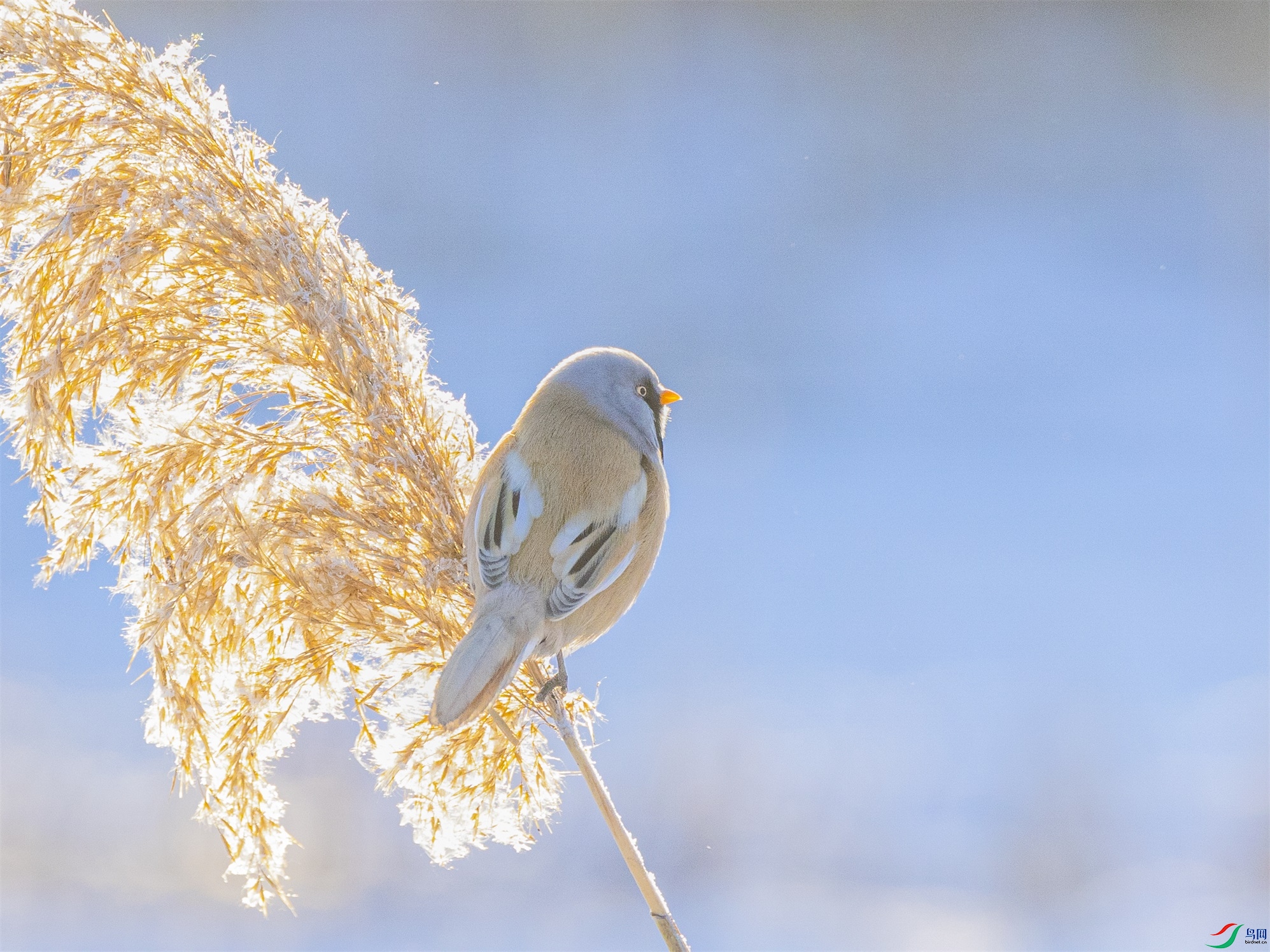 1K3A9288 ����1.jpg