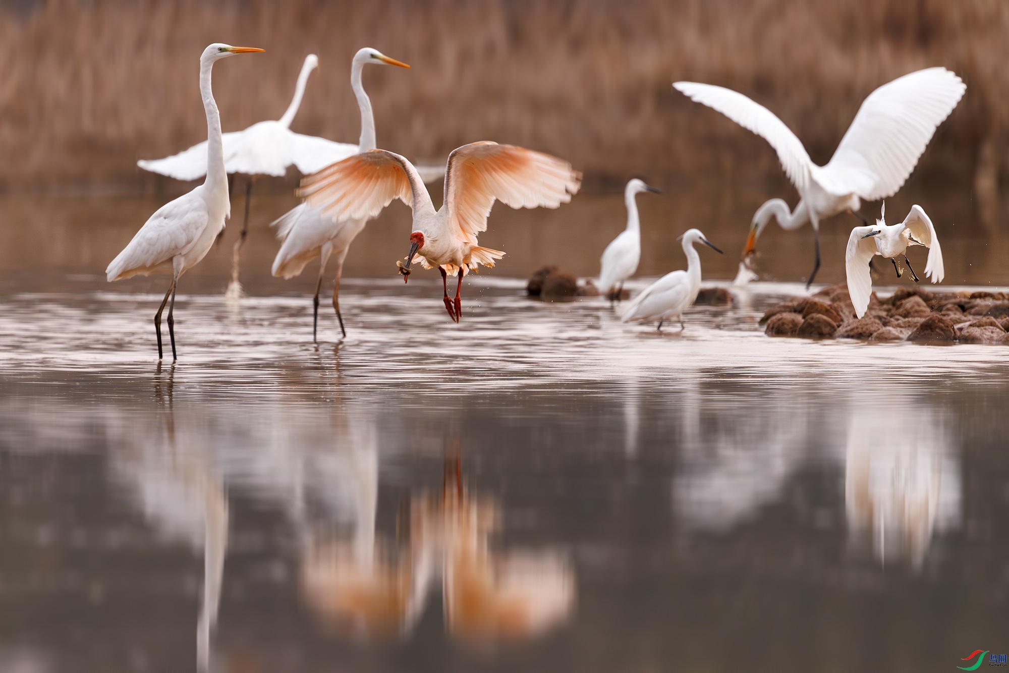 3Z6A0539-����ǿ-NR ����.jpg