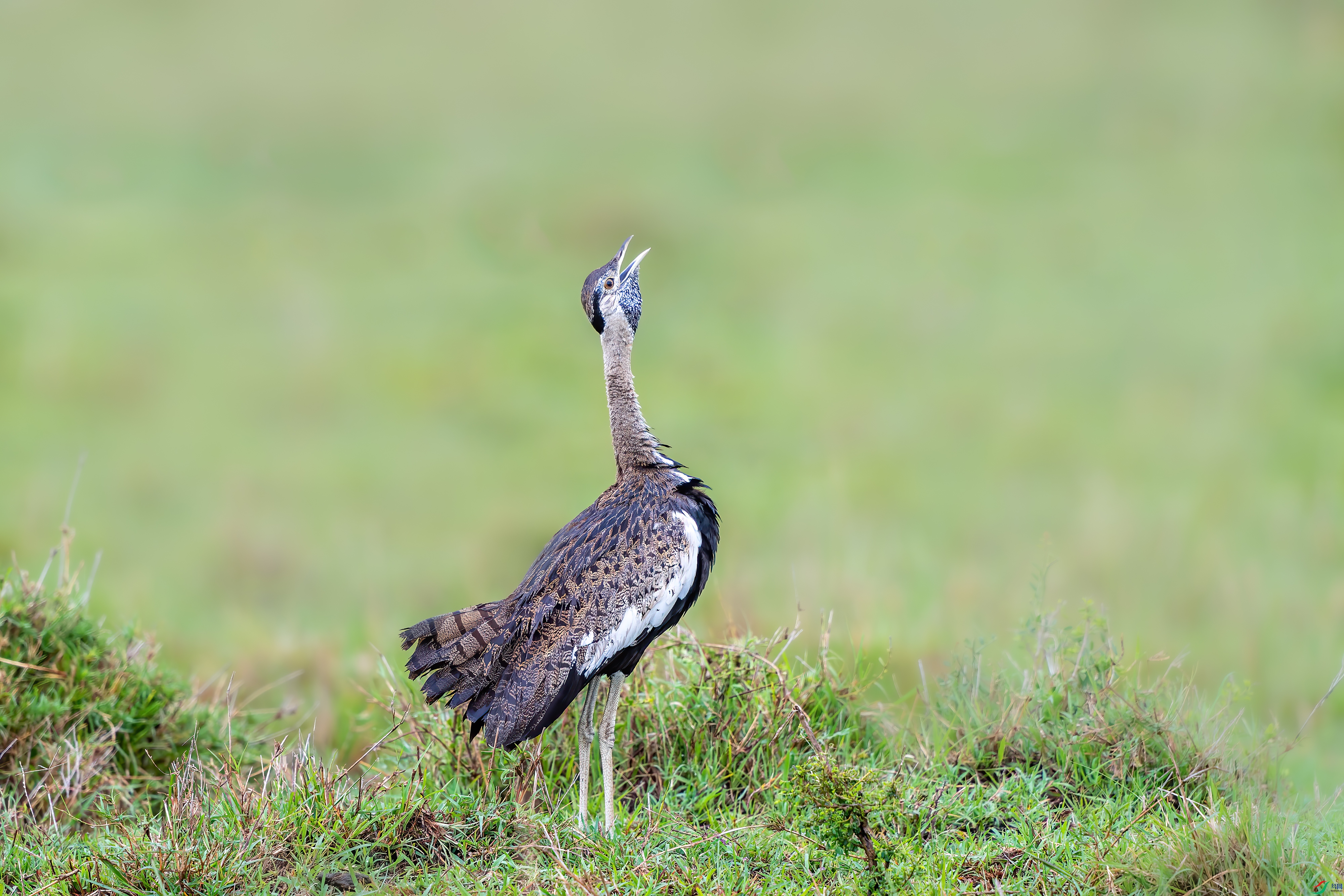 DSC_1437.jpg