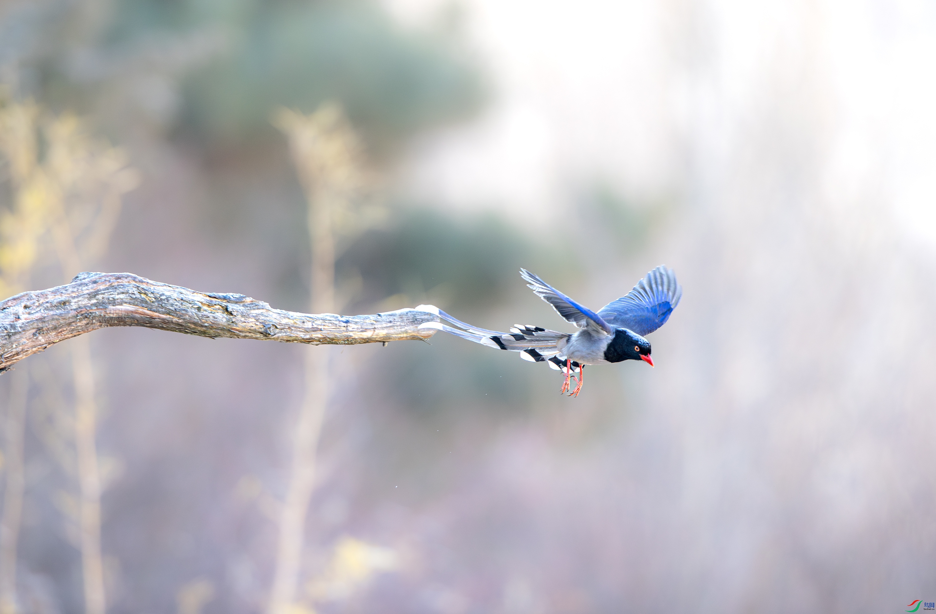 A15I6059- ����.jpg