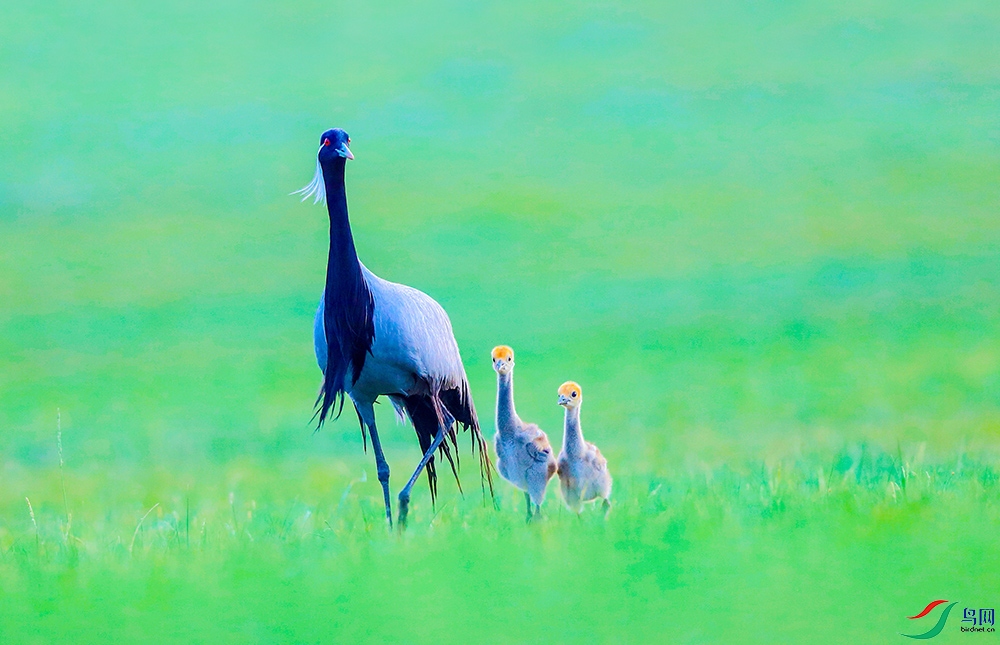 ����� (2).JPG