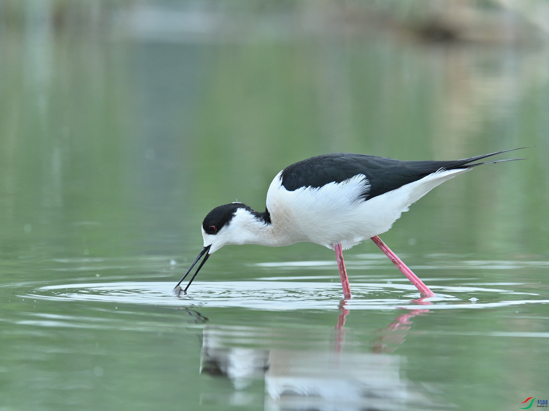 DSC_3088.JPG