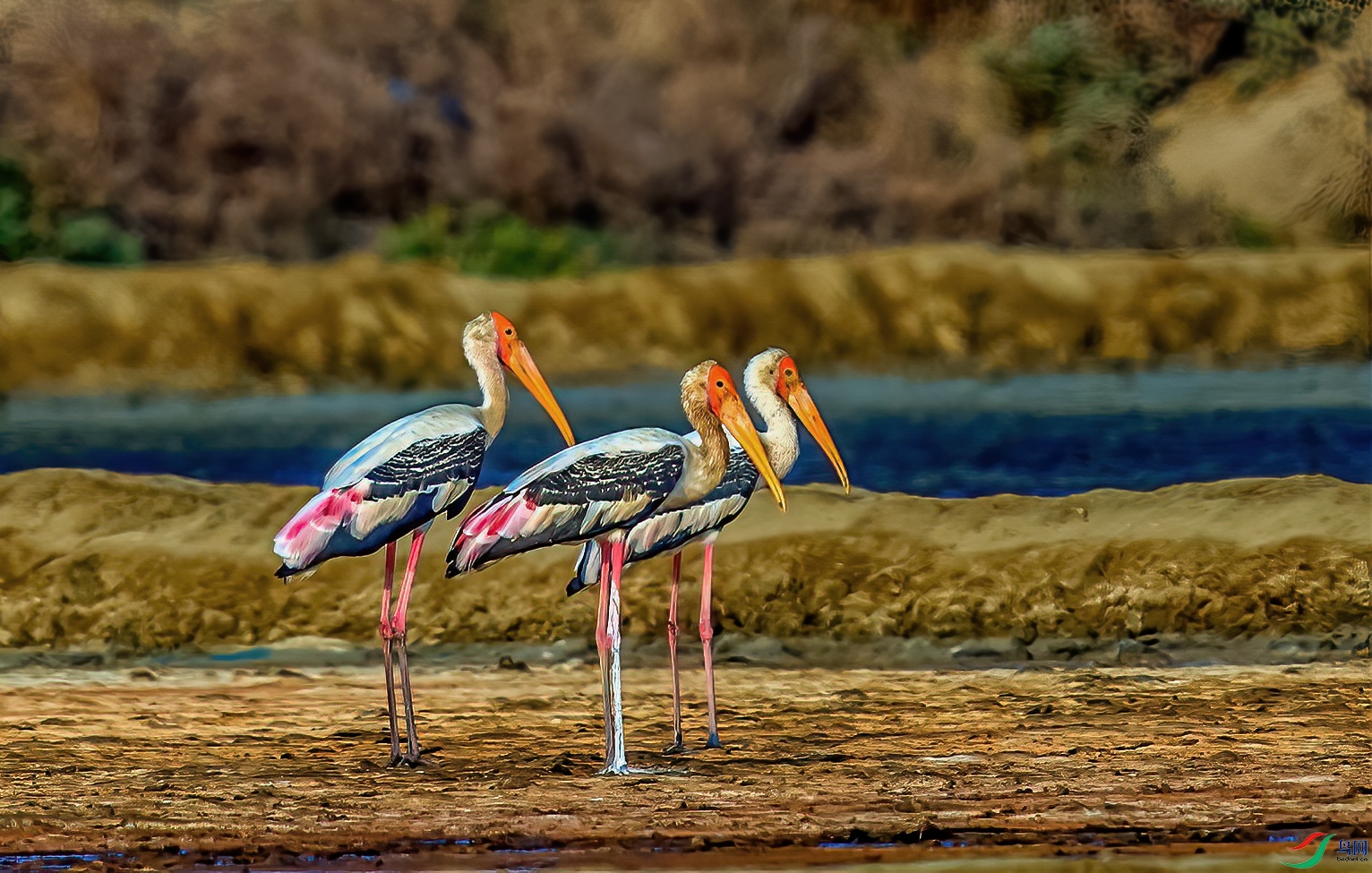 DSC_7336-1.jpg