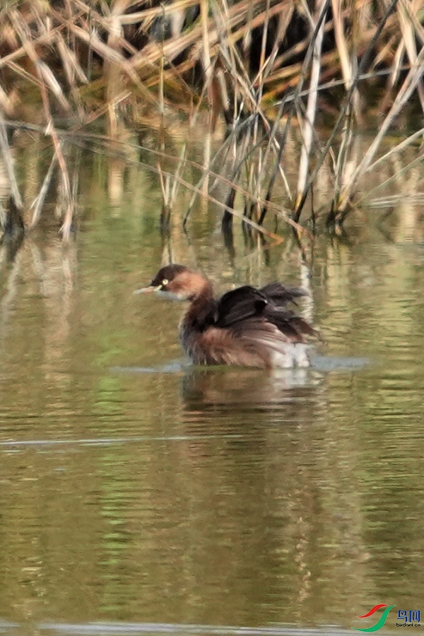 DSC04306.jpg