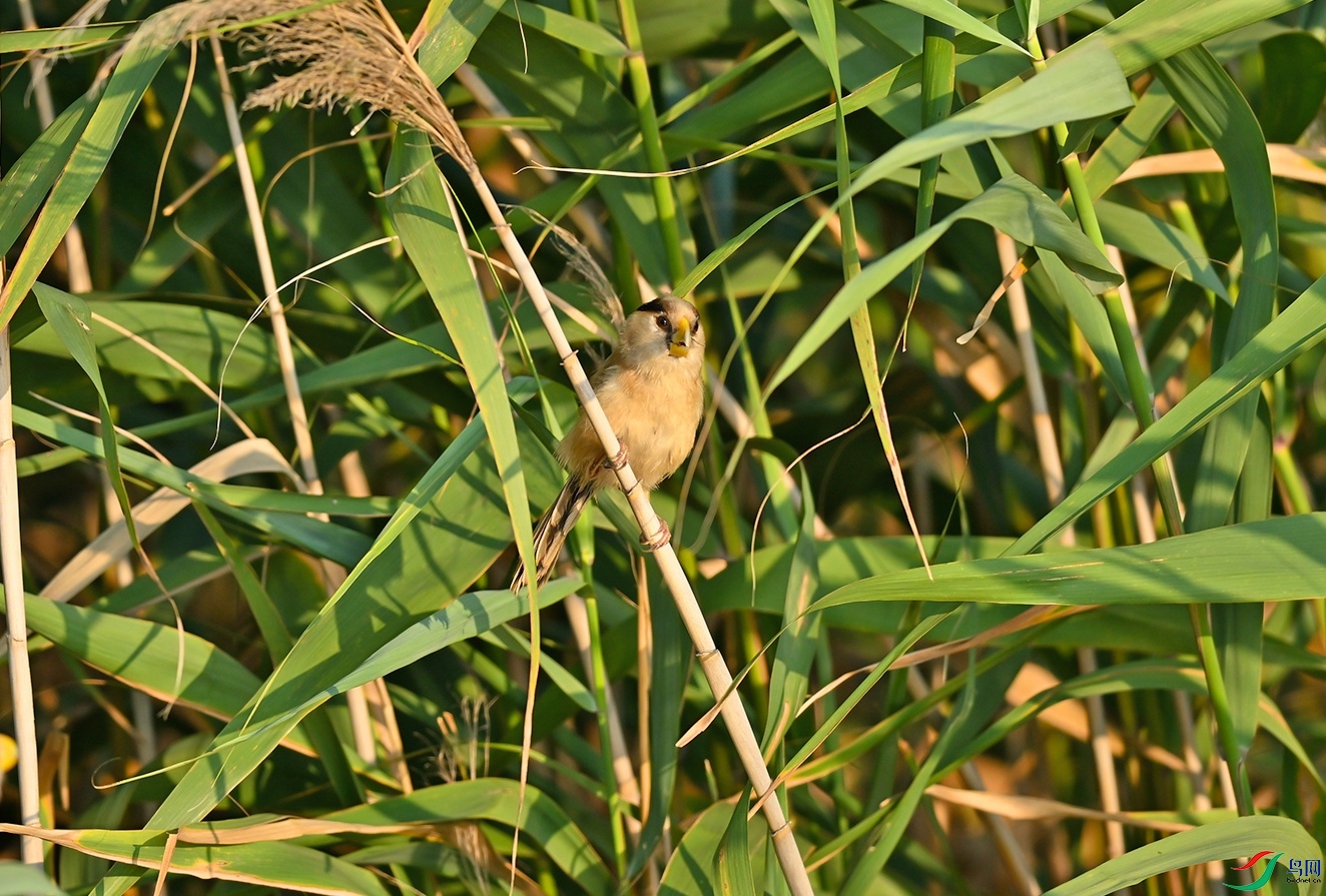 DSC_1396f.jpg