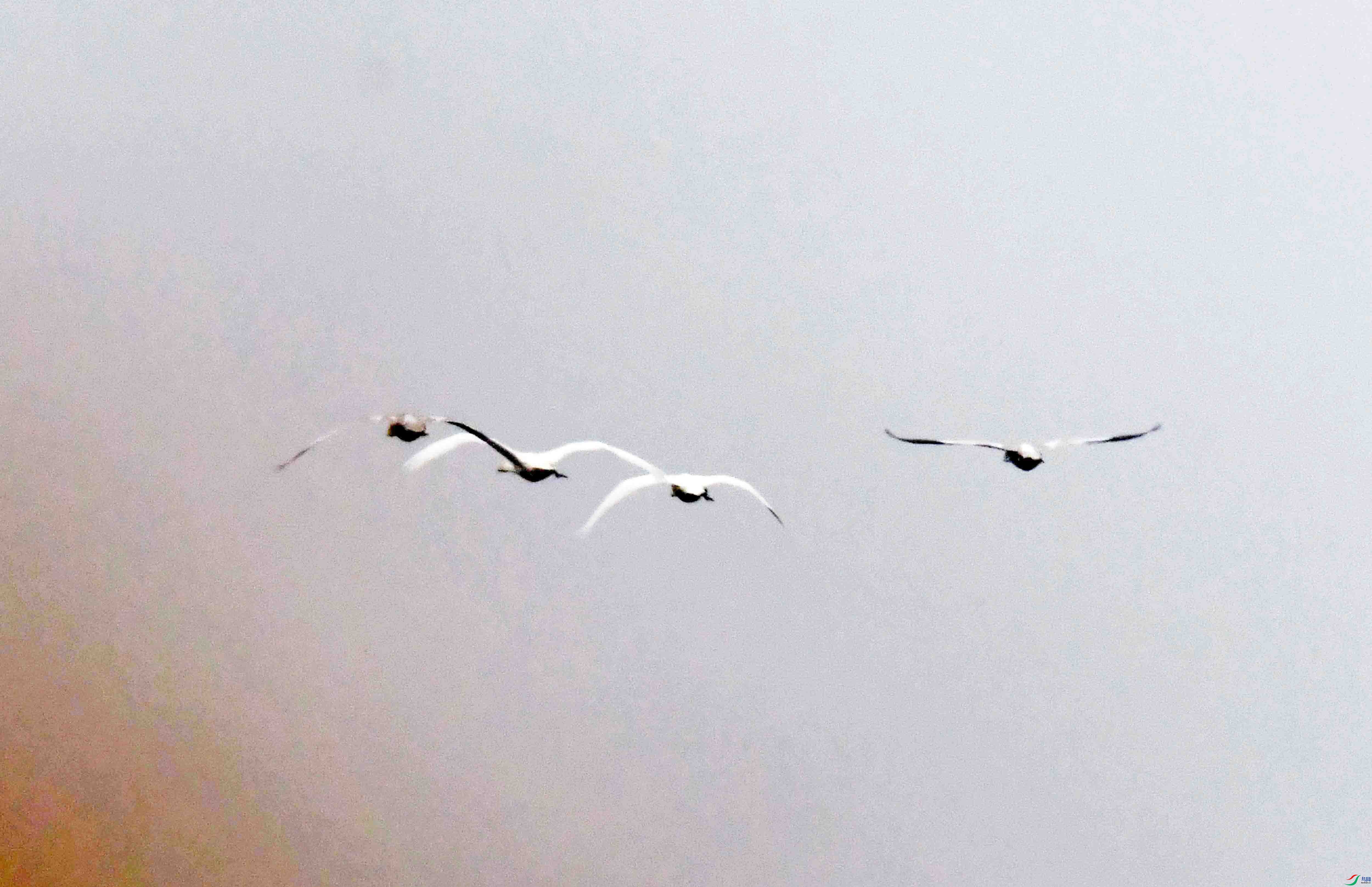 DSC_7133.JPG