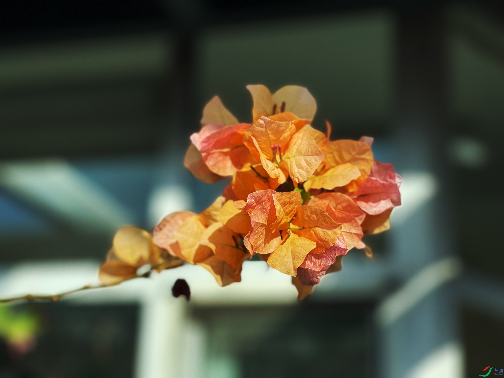 IMG_1529-FullSizeRender.jpg