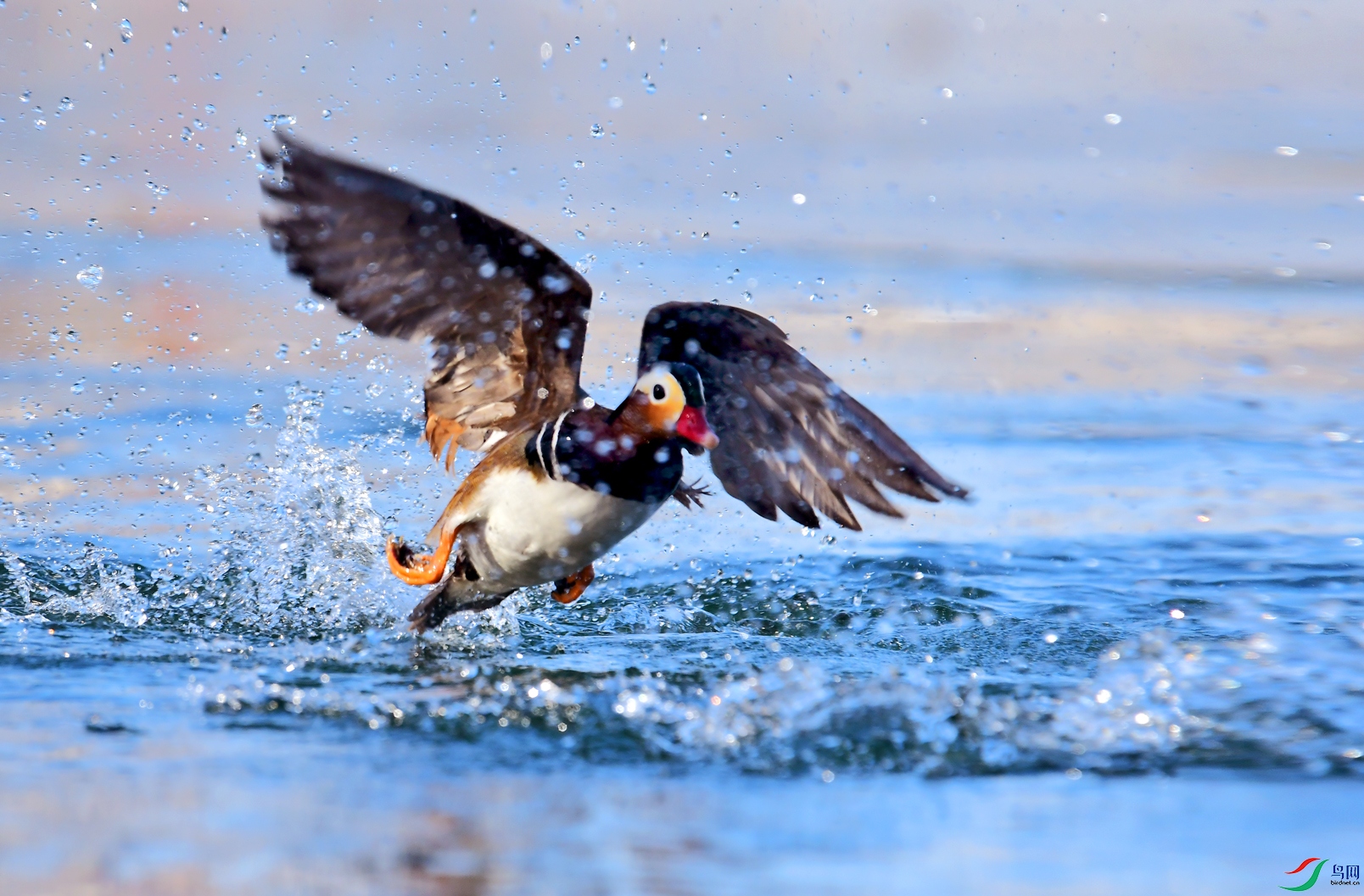 DSC_0158 ����.jpg