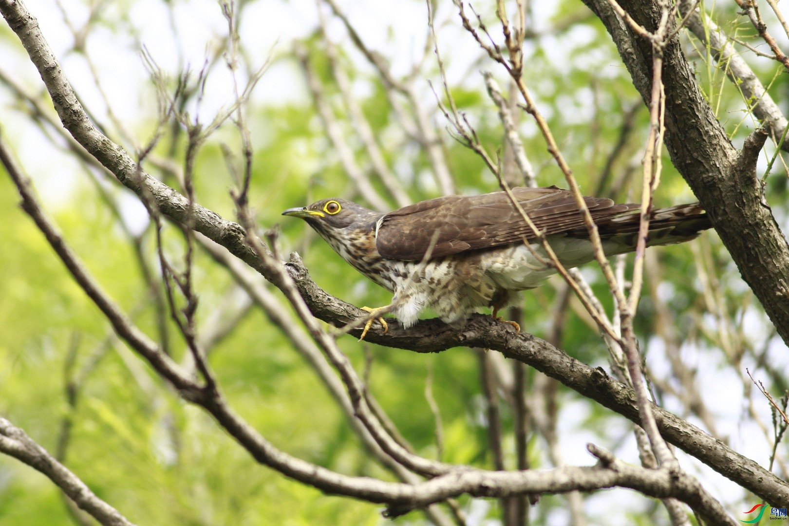 ��ӥ��  ��_MG_3466_��ͼ��.jpg