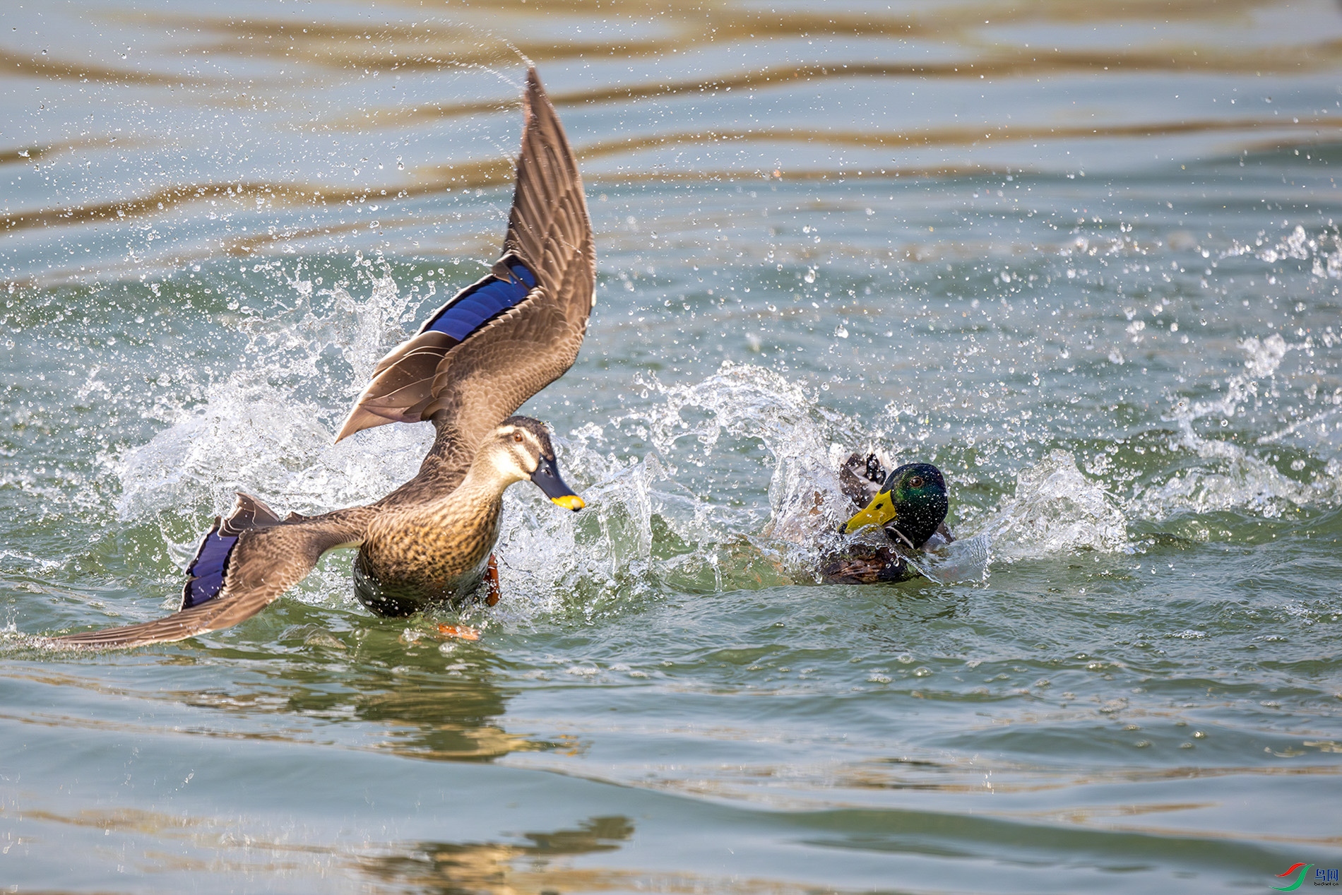 DSC_4022-2.jpg