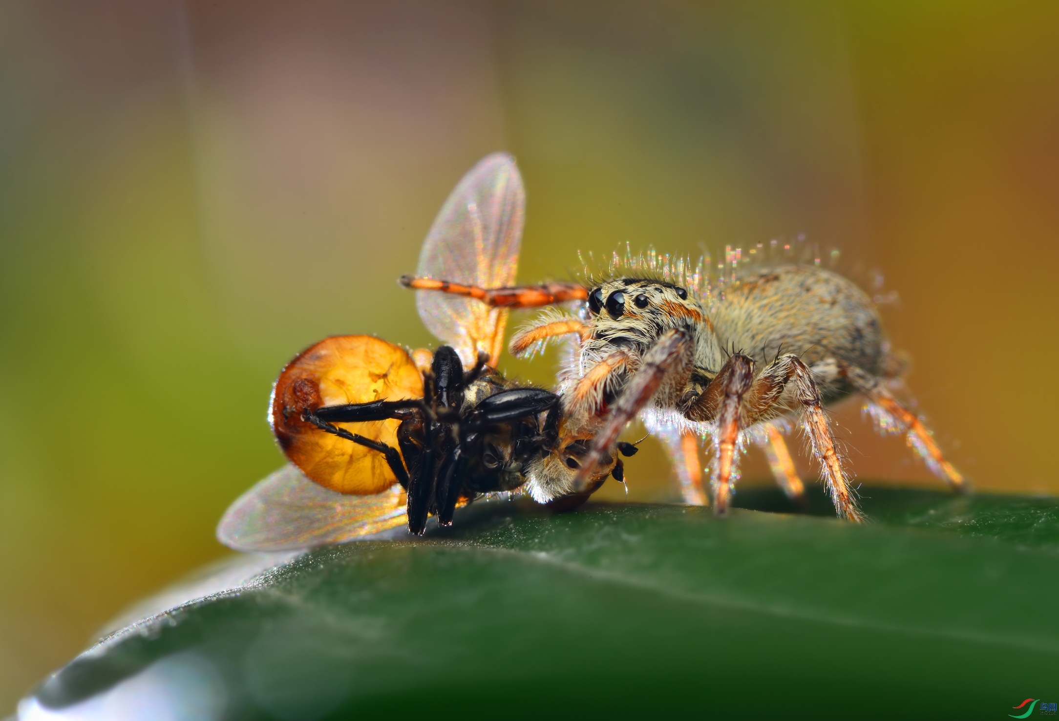 DSC_2201 ����.jpg