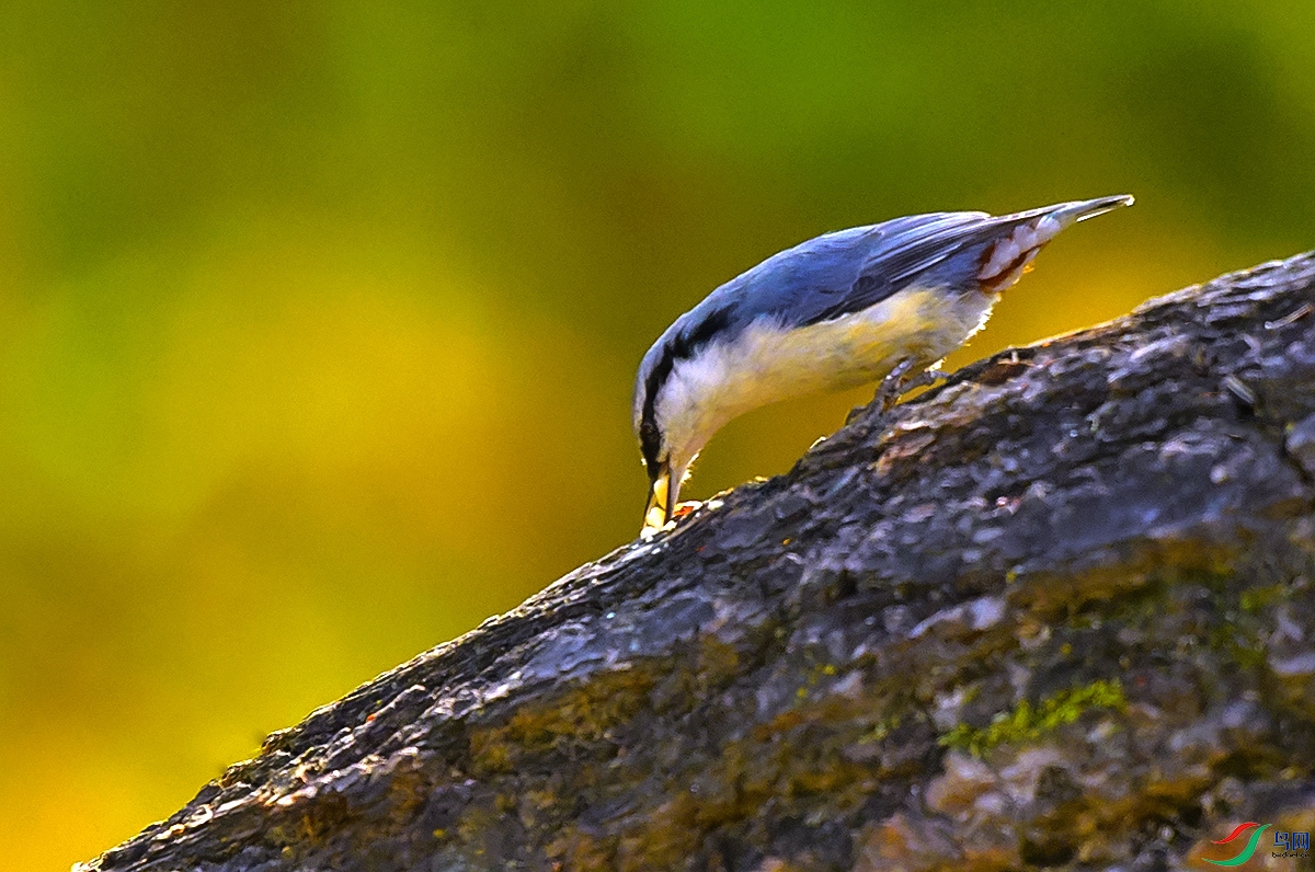 DSC_1683.JPG