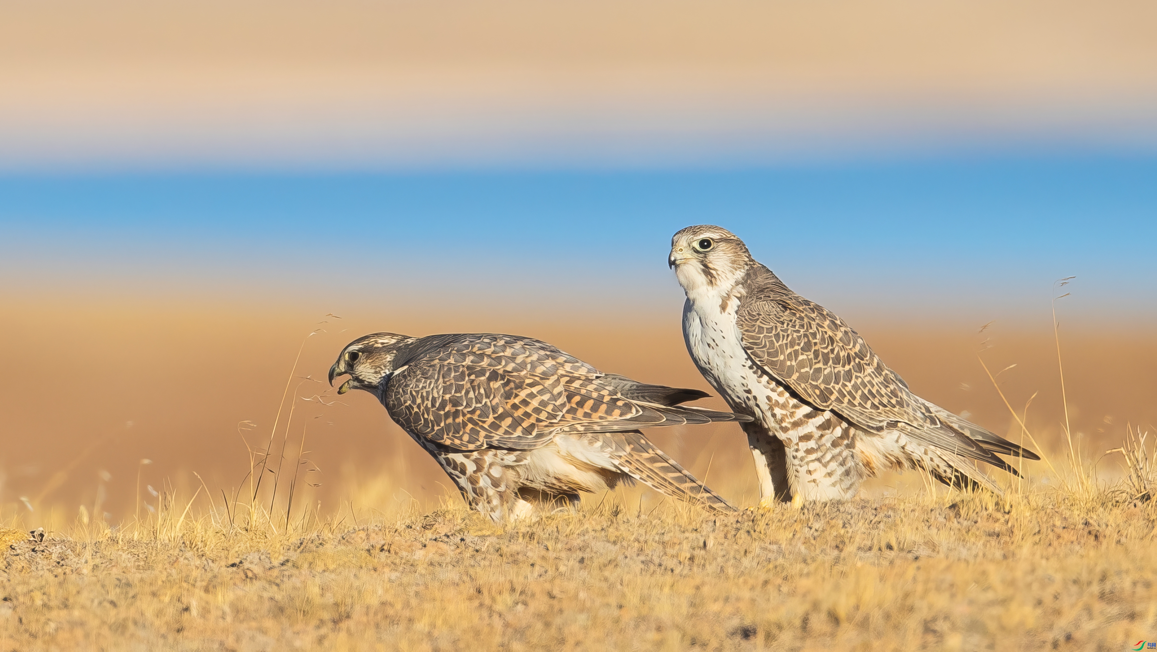 ÿ�ռ���  ��Ұ�Կɿ�����-������ ���� �ܷ�.jpeg