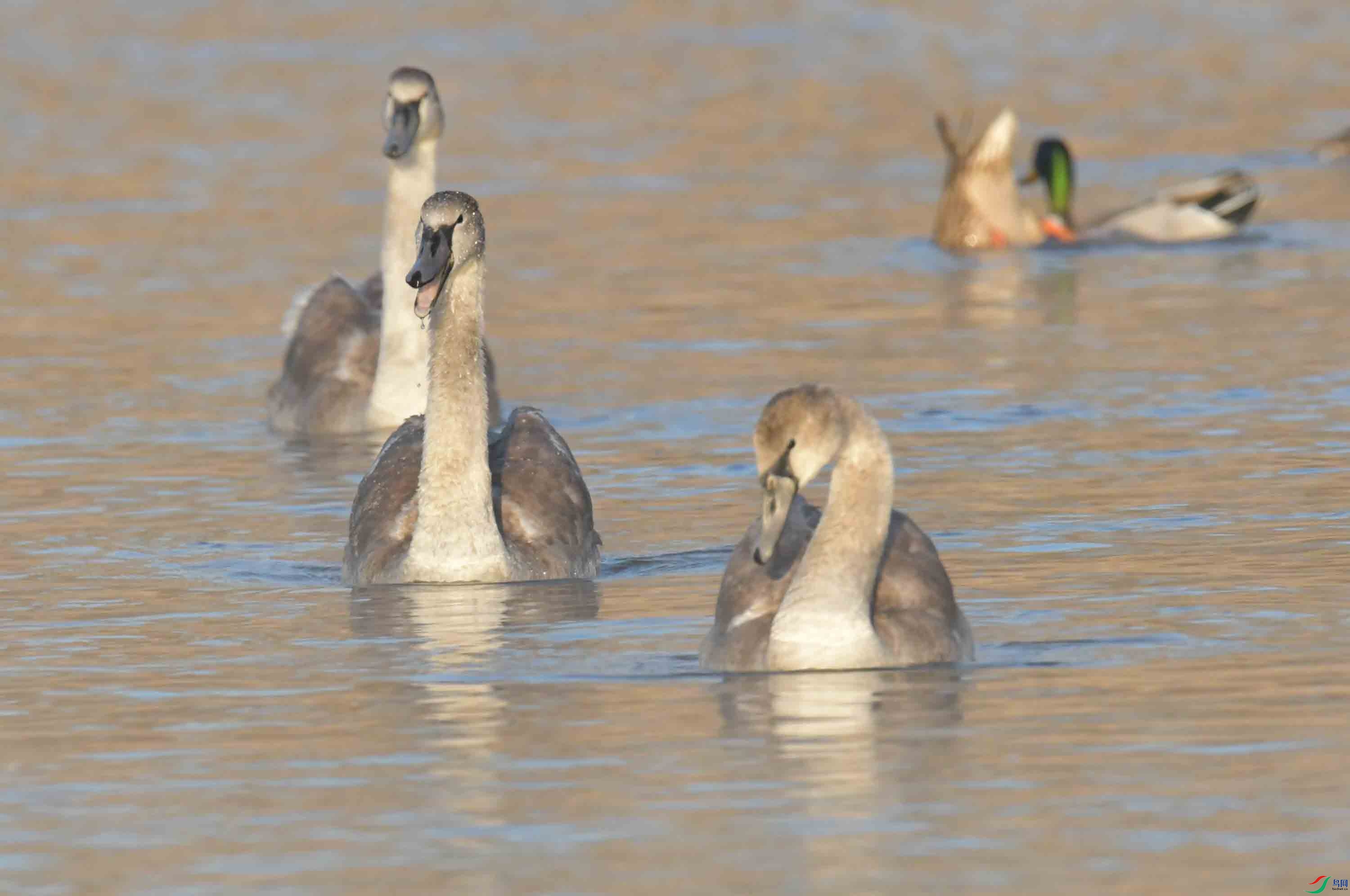 DSC_7318.JPG