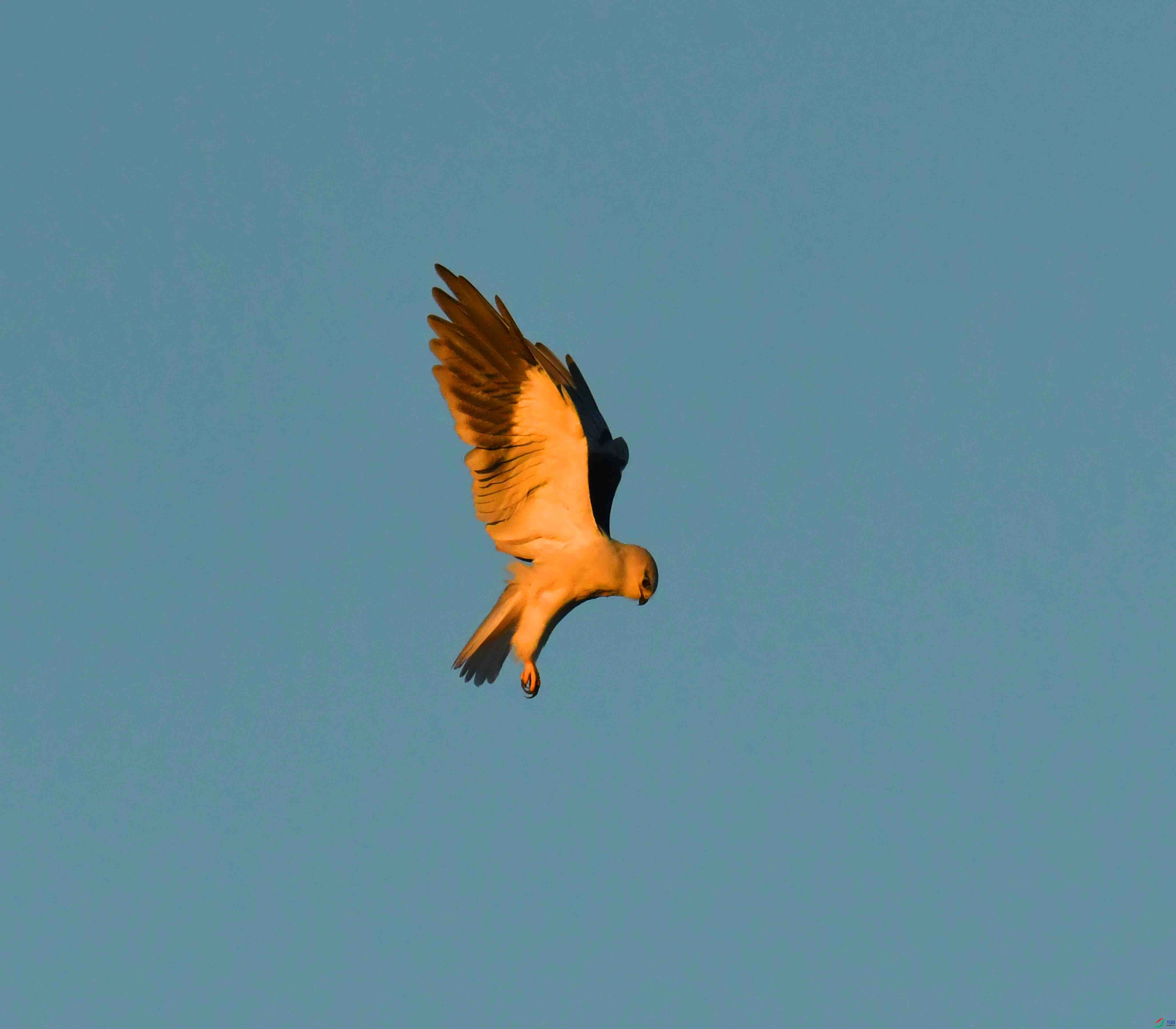 DSC_2083.JPG