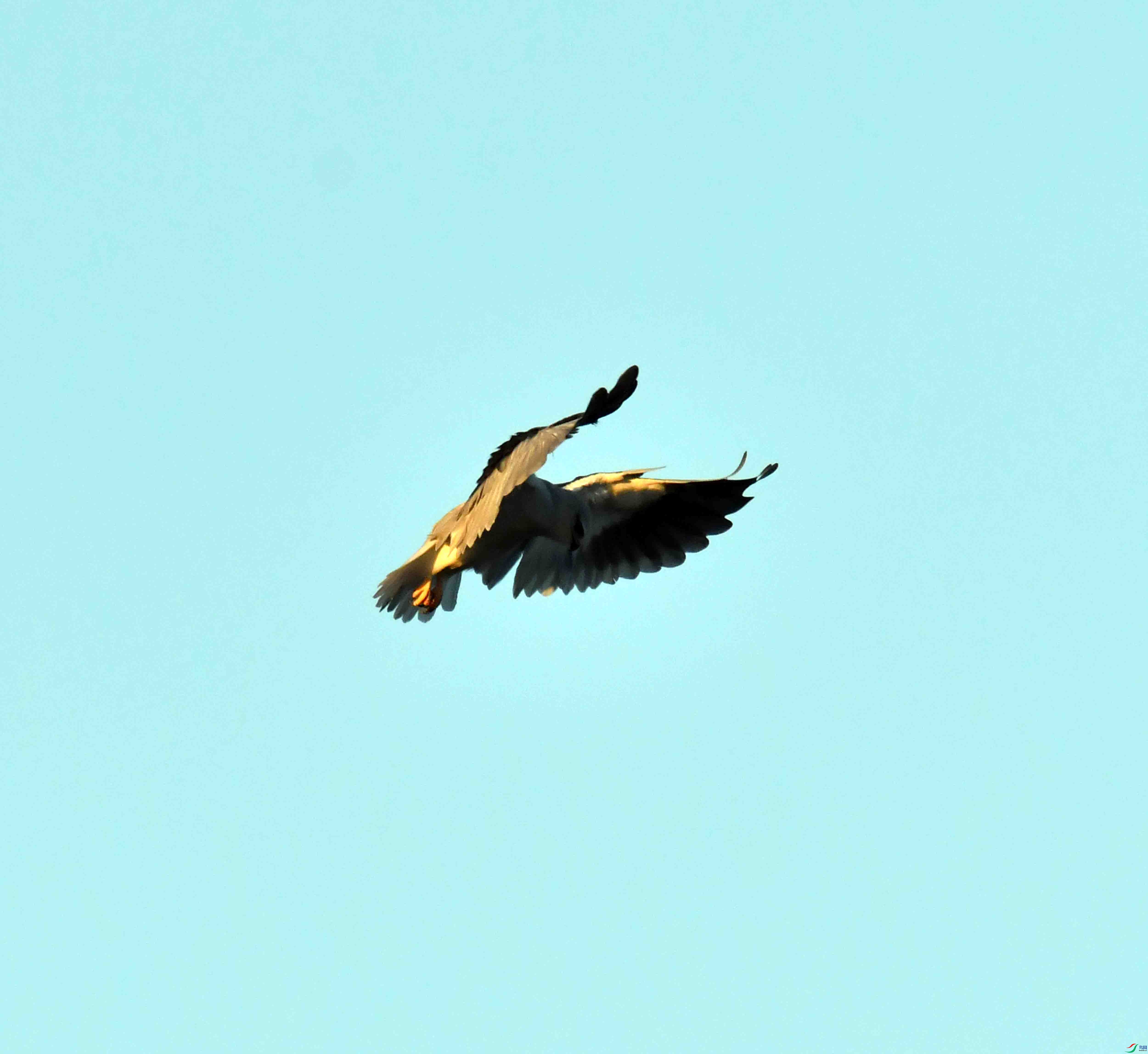 DSC_2086.JPG