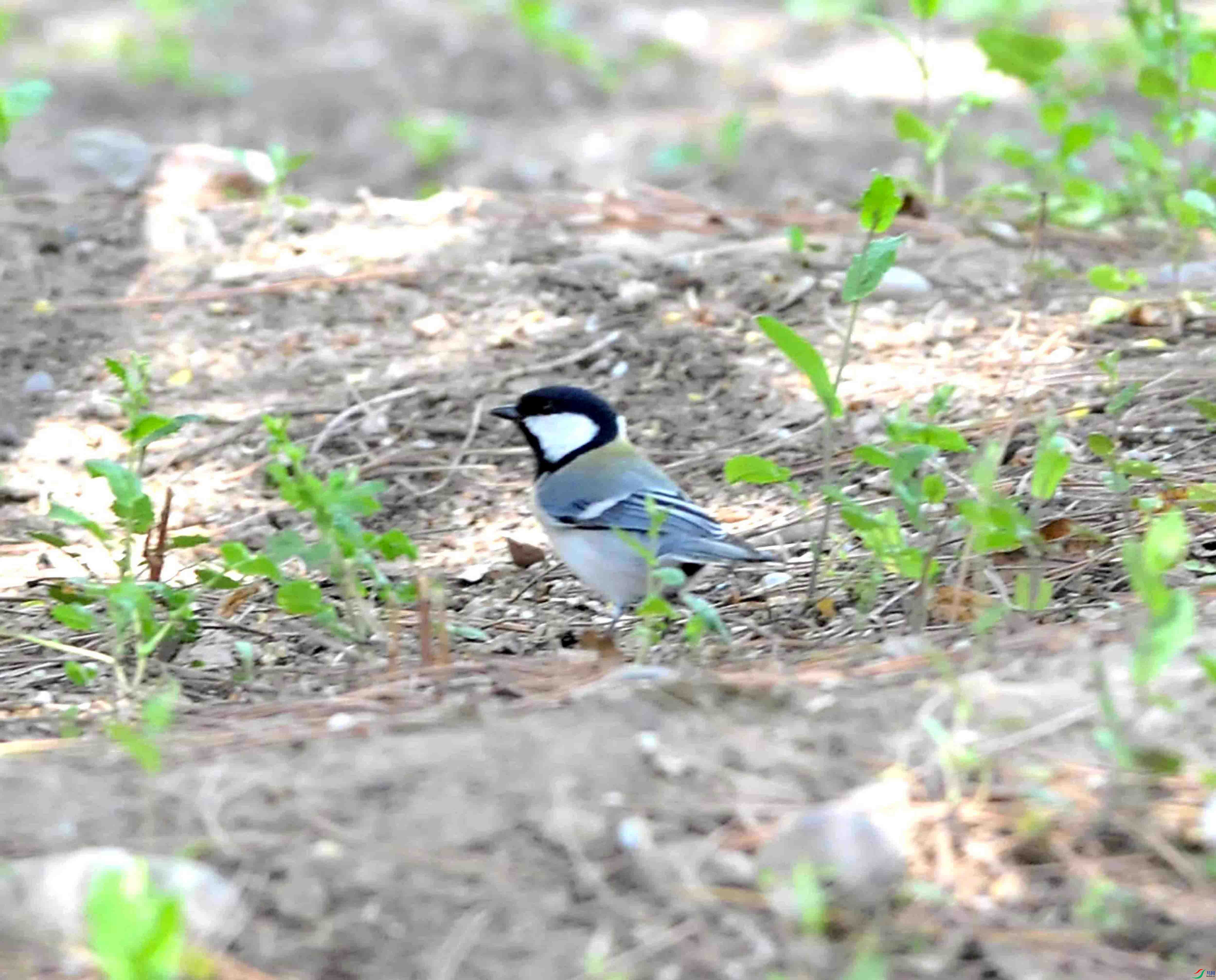 DSC_6850.JPG