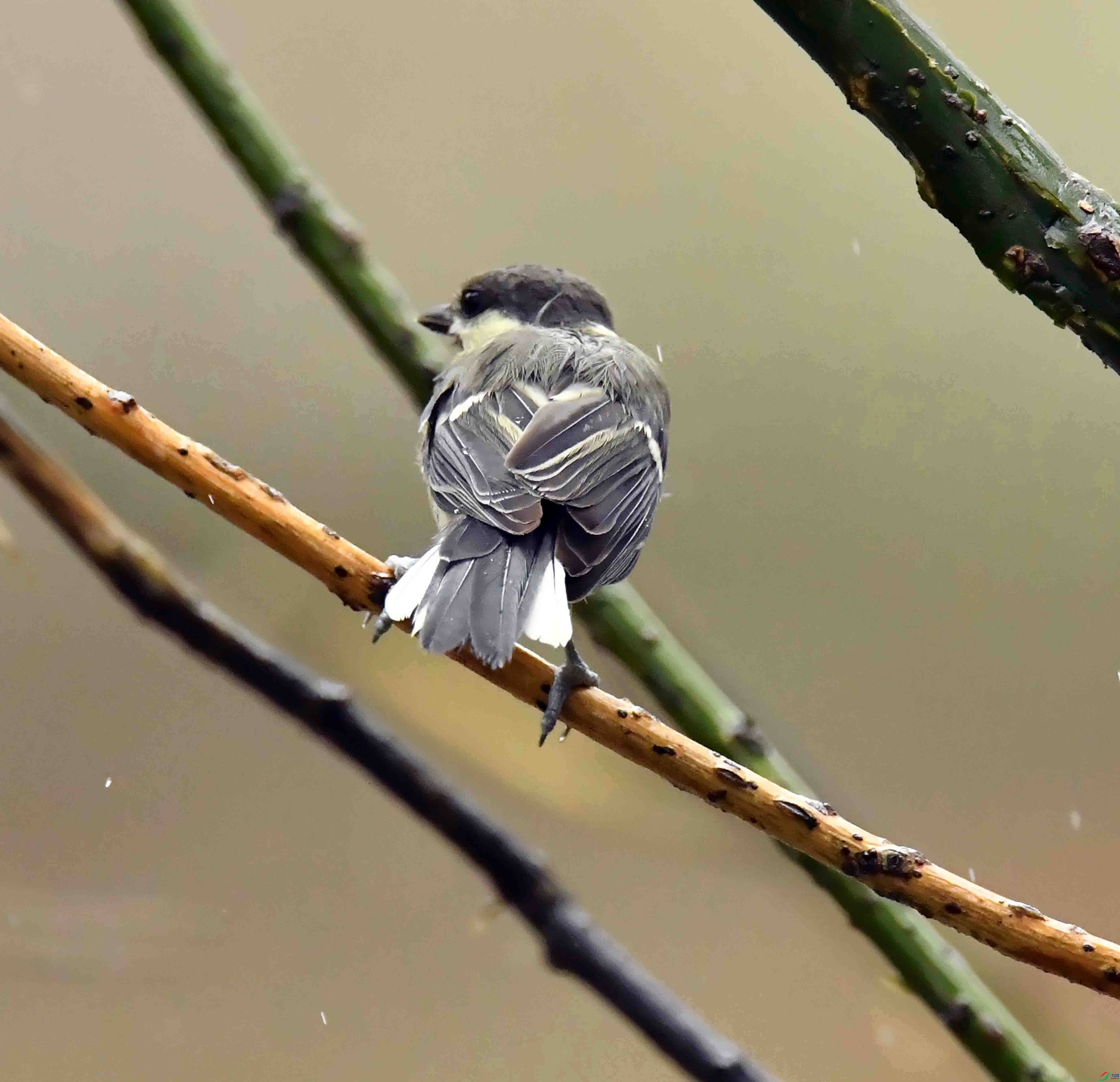 DSC_7703.JPG