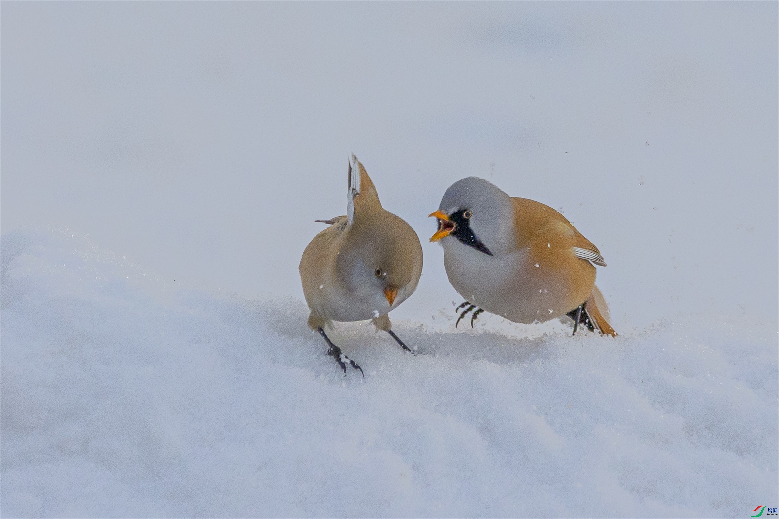 1K3A4820 ����1.jpg