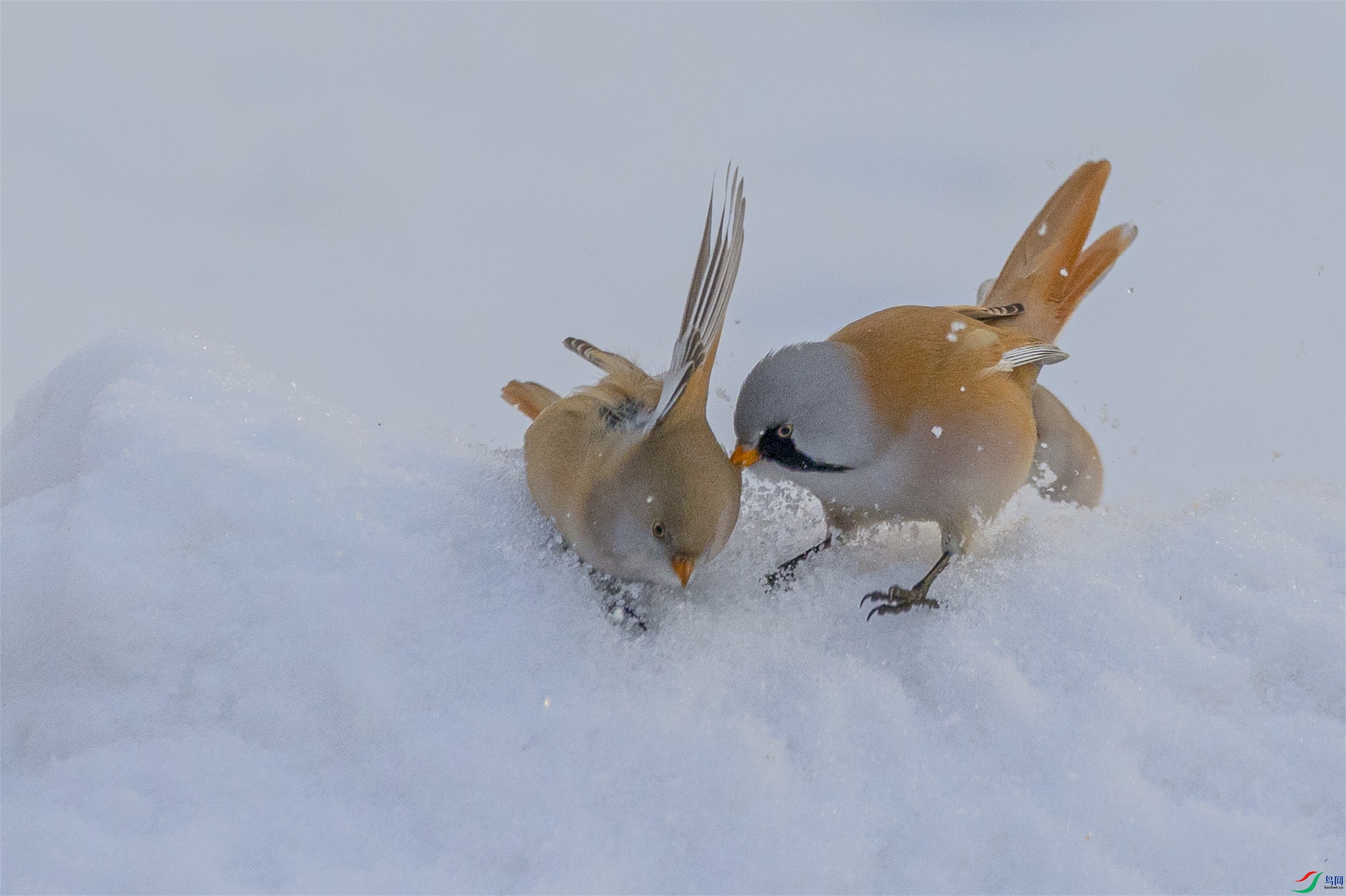 1K3A4821 ����1.jpg