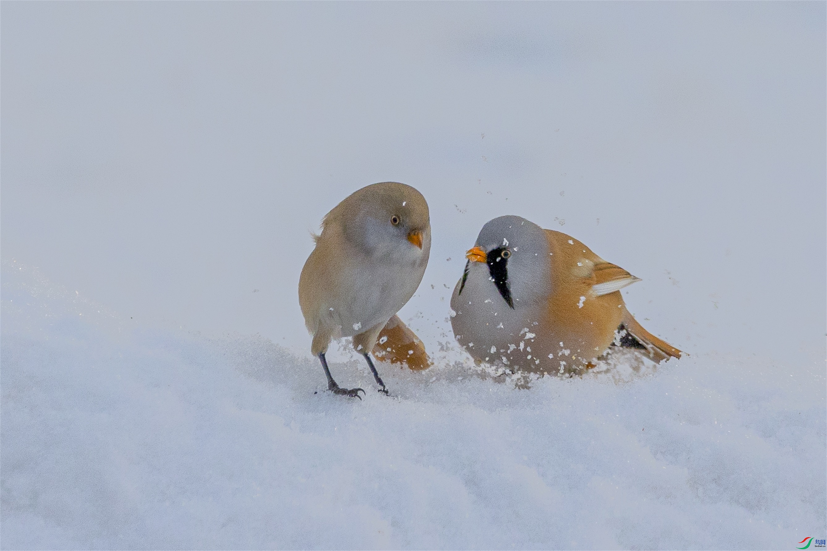 1K3A4819 ����1.jpg