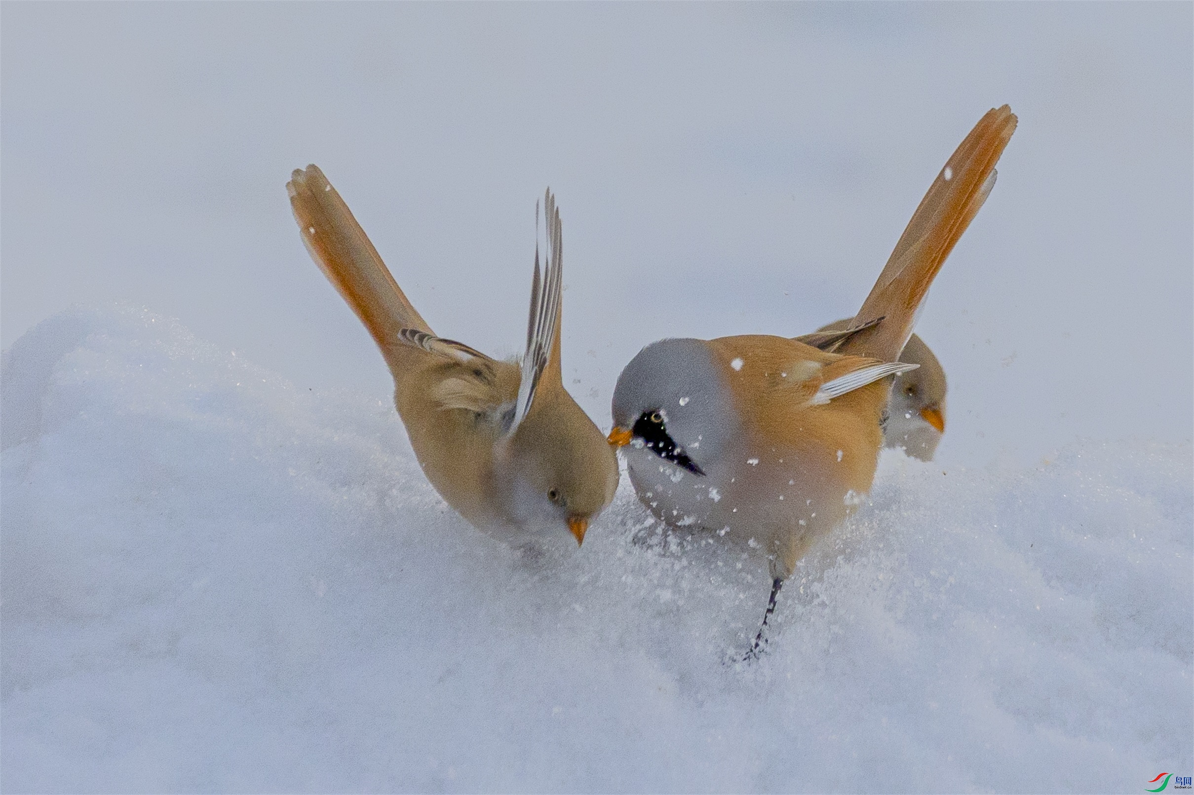 1K3A4822 ����1.jpg