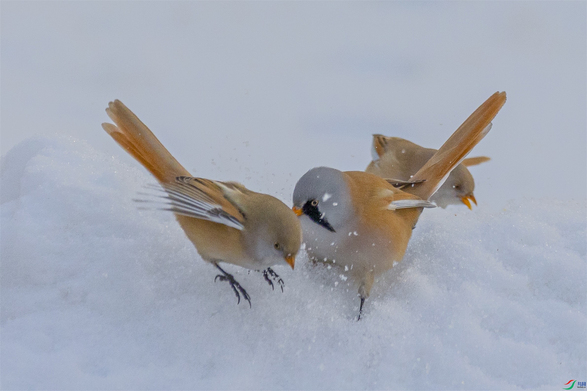 1K3A4823 ����1.jpg