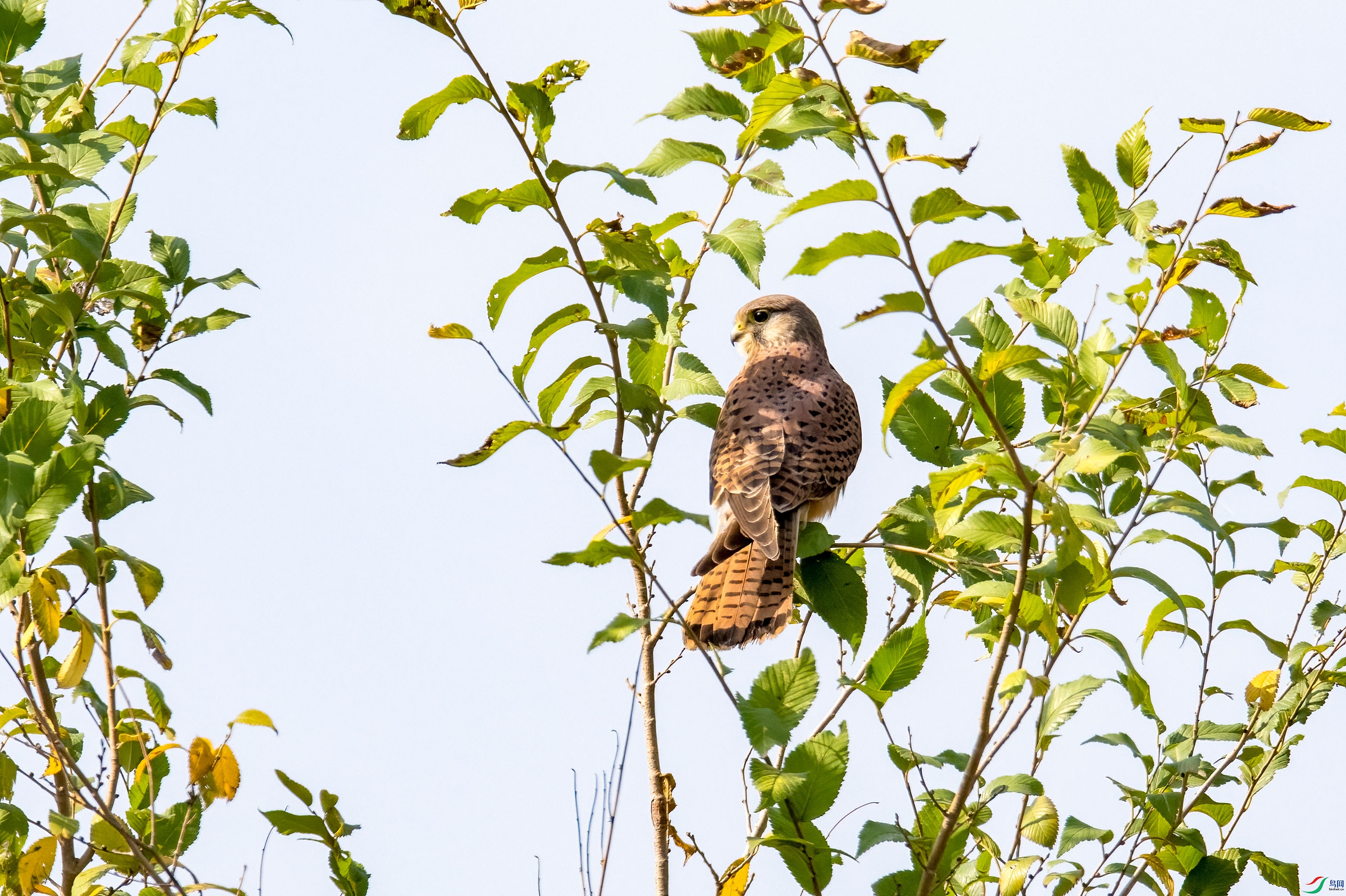 DSC_3325.jpg