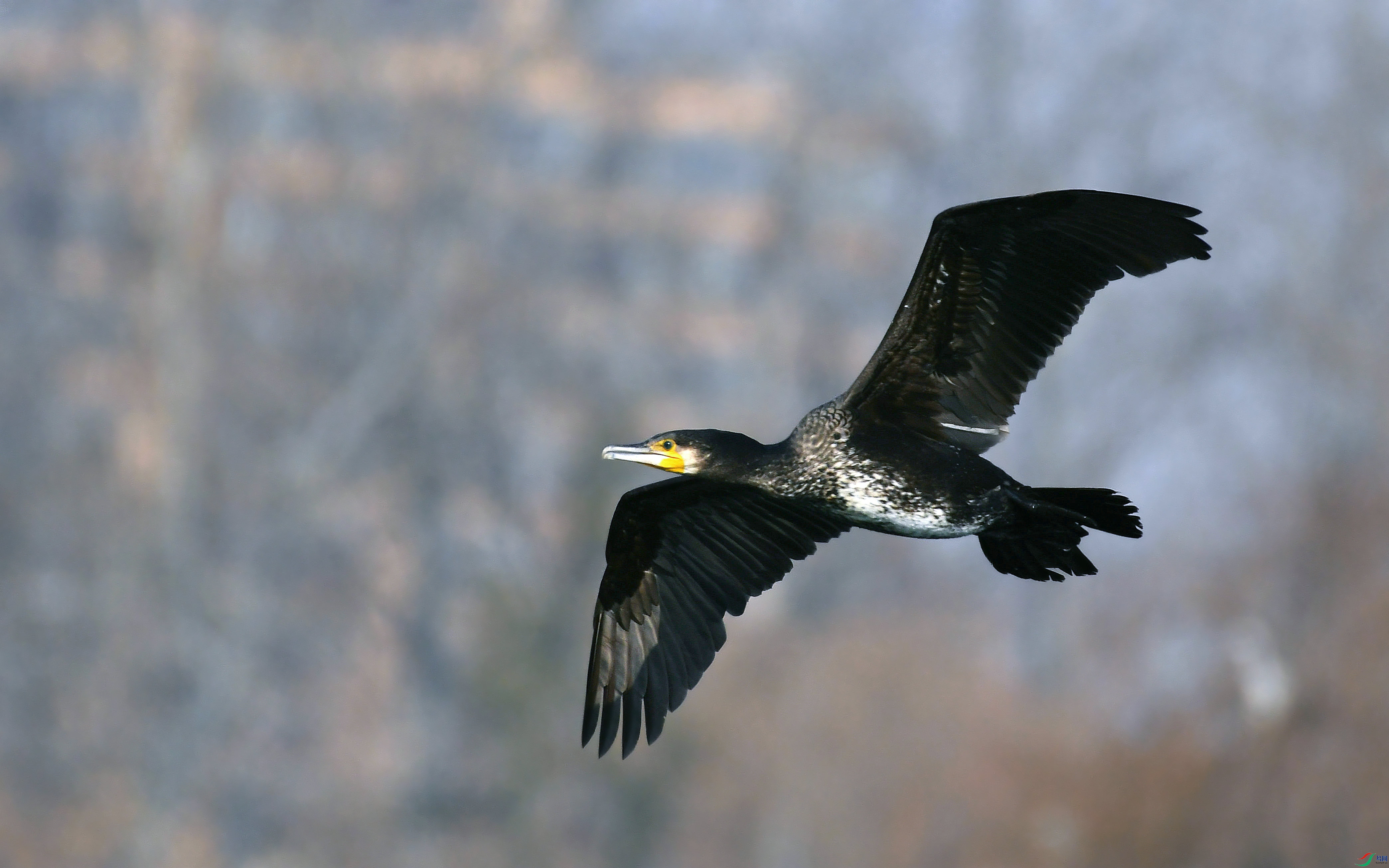 DSC_7393.JPG