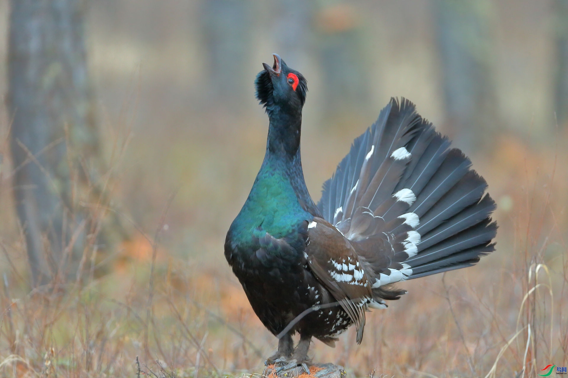 �����ɼ� ���� 8341  ��һ.jpg