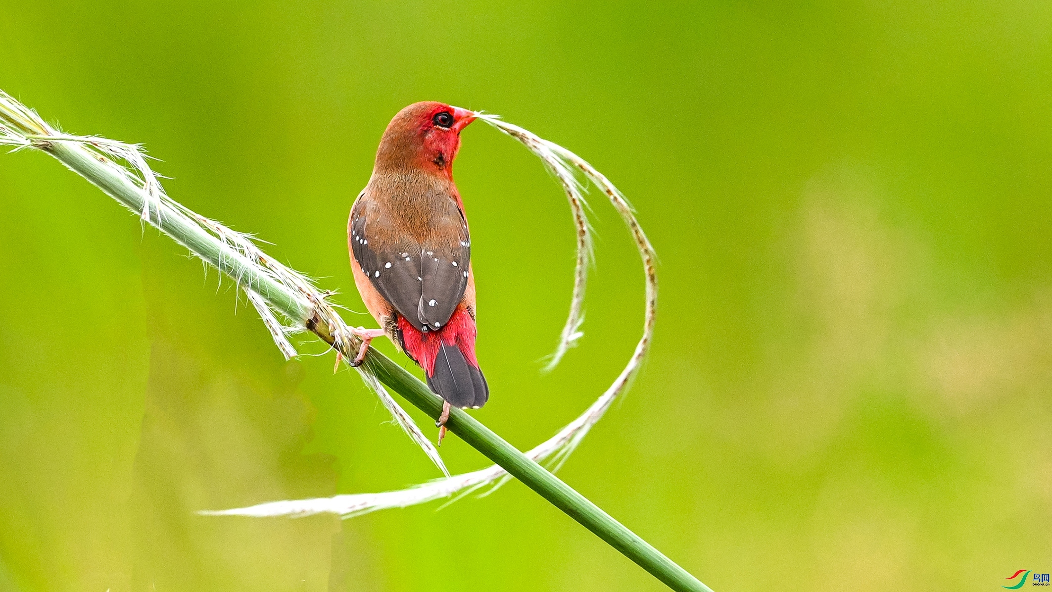 ����˧��  ���� ������ͷ �ܶ�.jpg