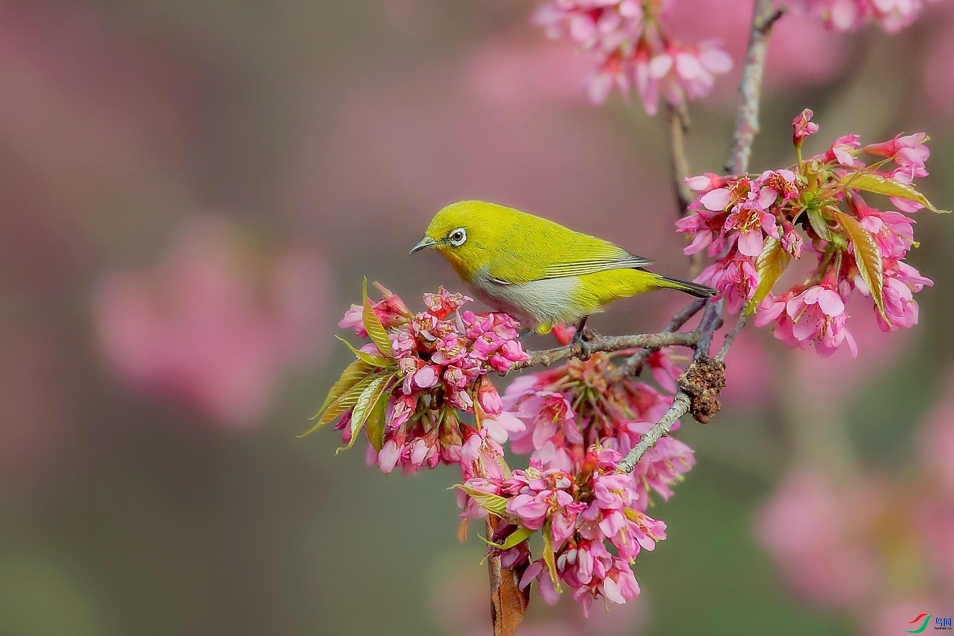 ��������-�Ҹ�����  ���� �ܶ�.jpg