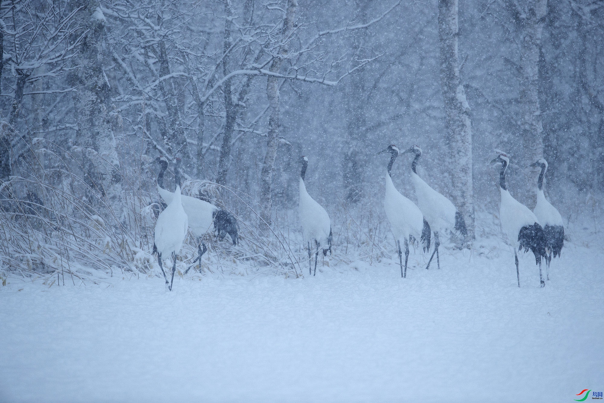 ��ѩ����  ���� ѧ�� ����.jpg