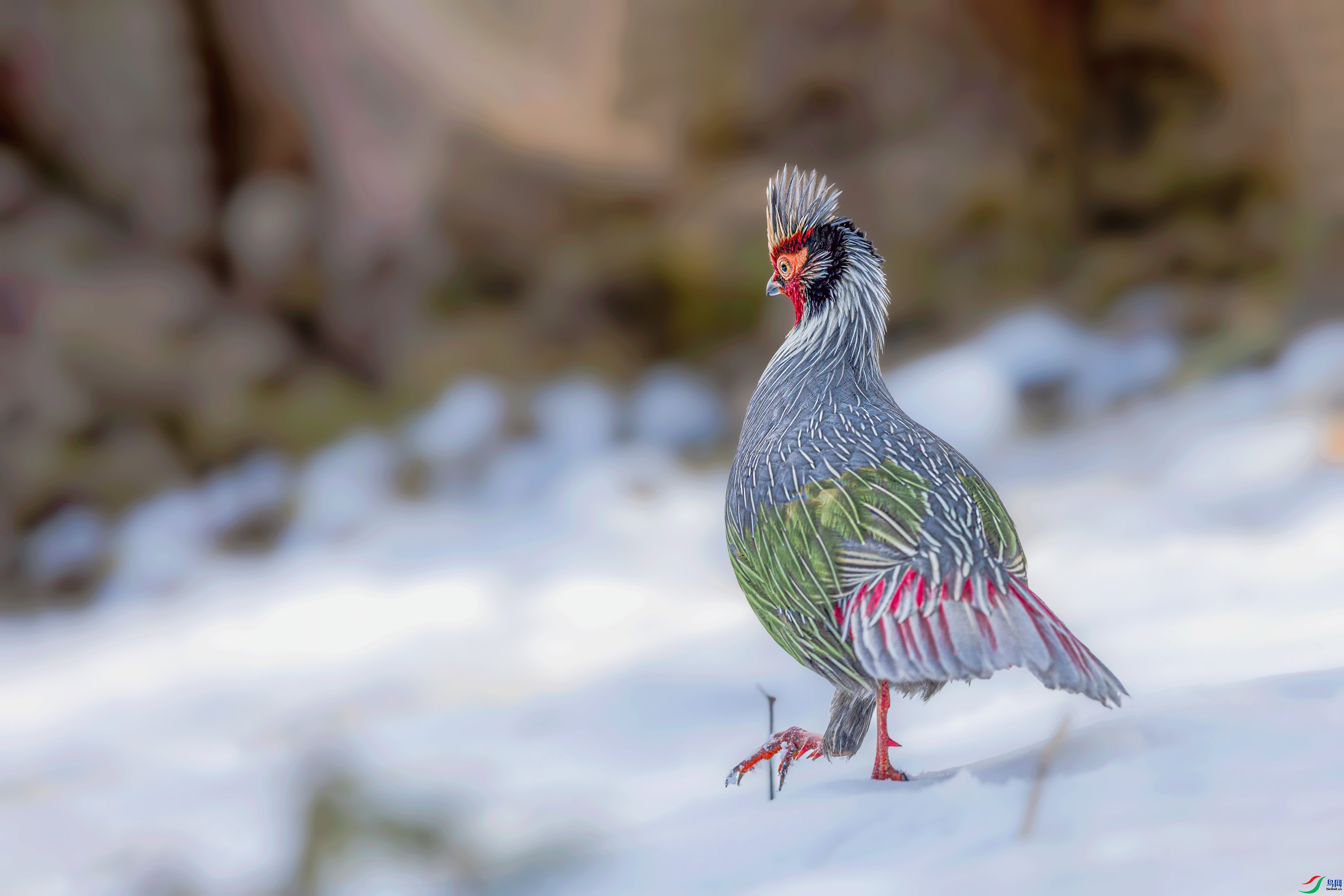 ѩ��Ѫ�� ���� ��� ����.jpg