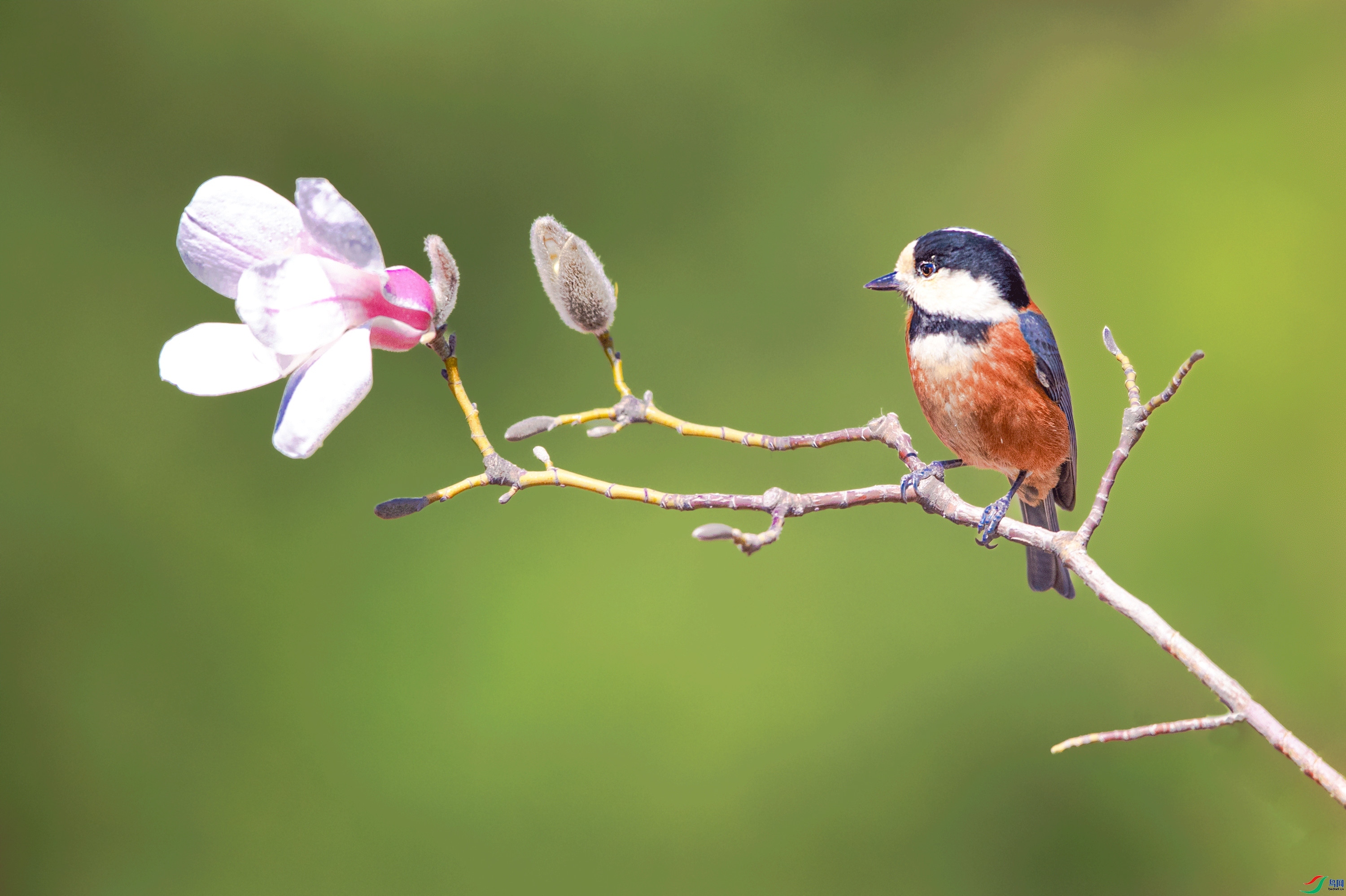 ��ɫɽȸ�������  ���� ���  ����.jpg