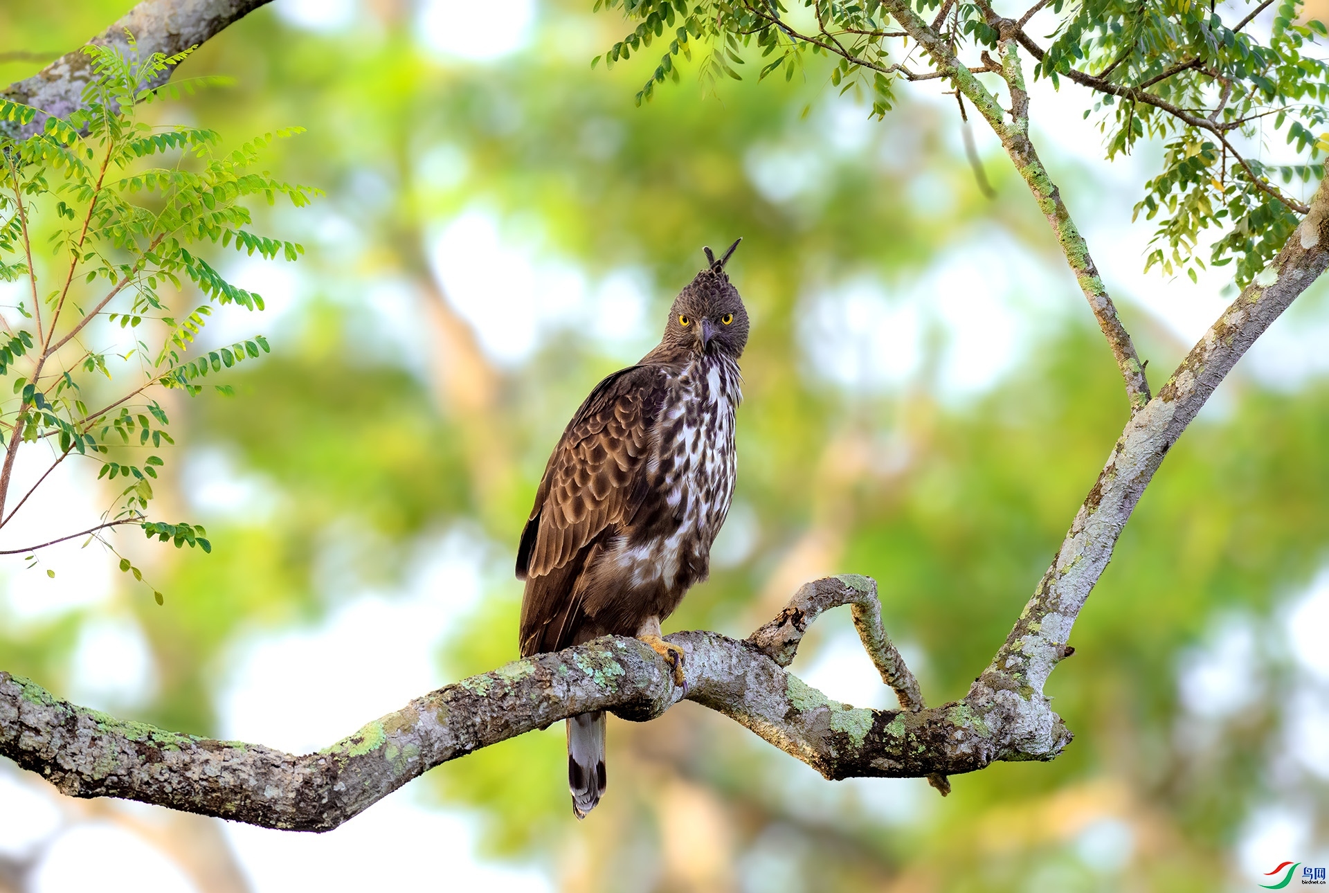 ӥ��  ���� ��������  ����.jpg