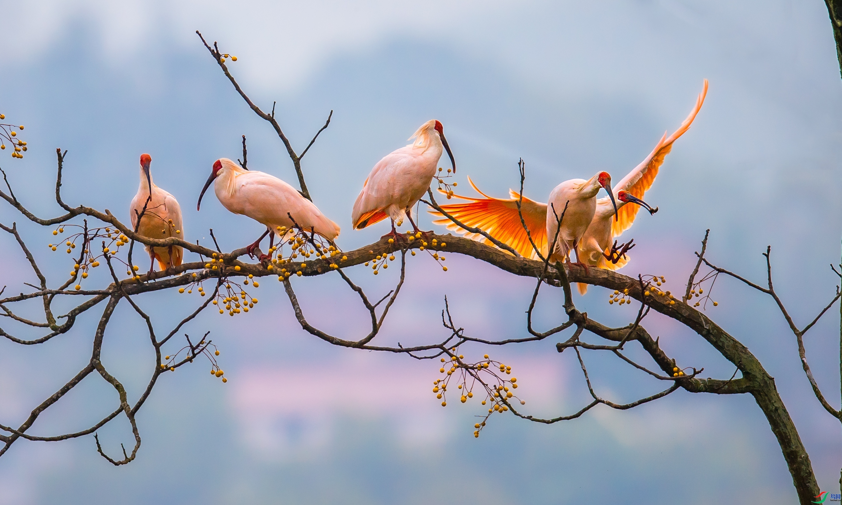 ֦ͷ����ʳ  ���� ��������bj.jpg